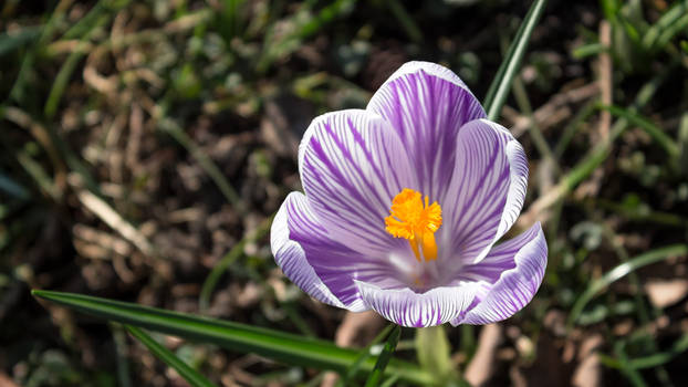 Beautiful Crocus