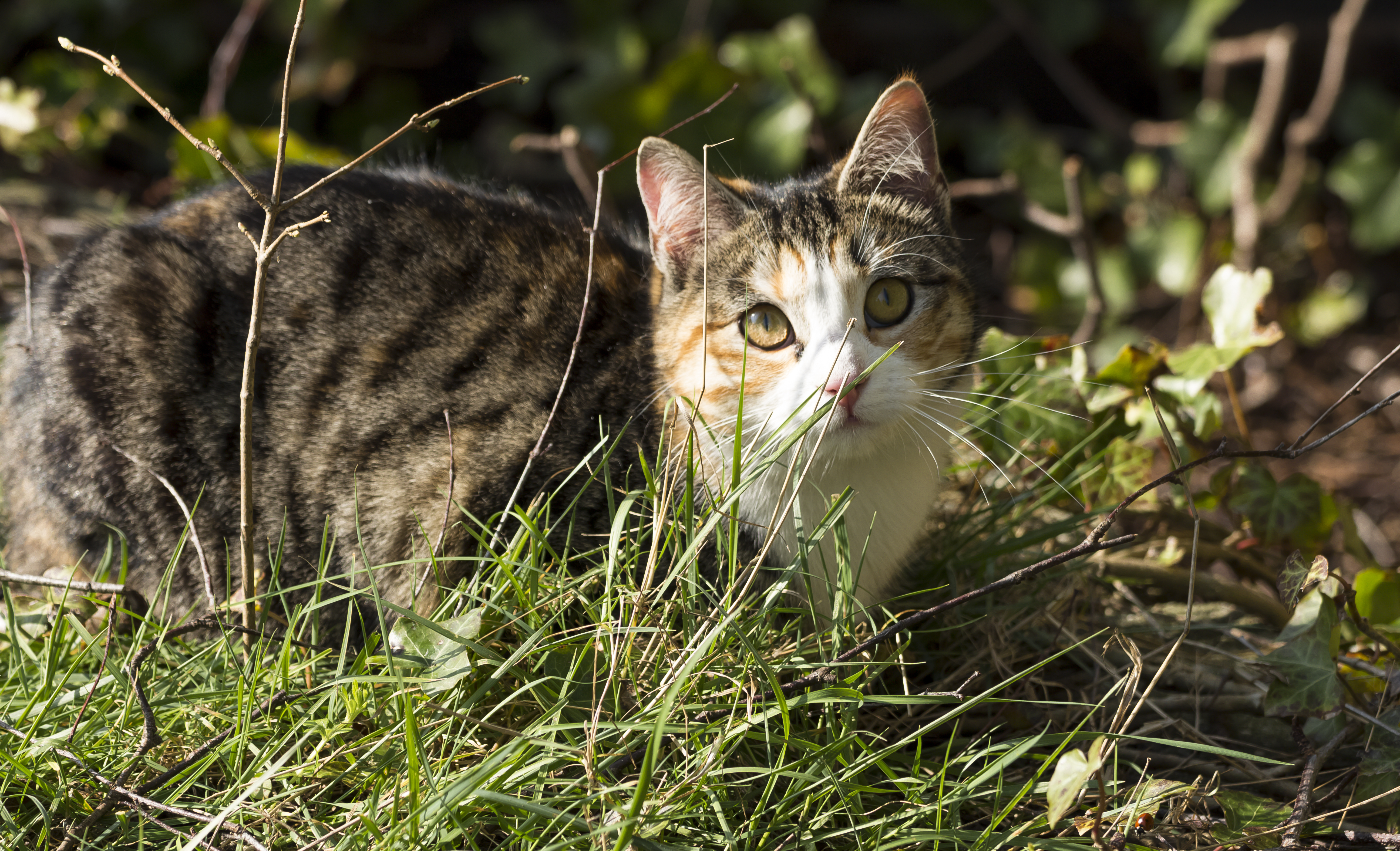 Wide-Eyed Cat