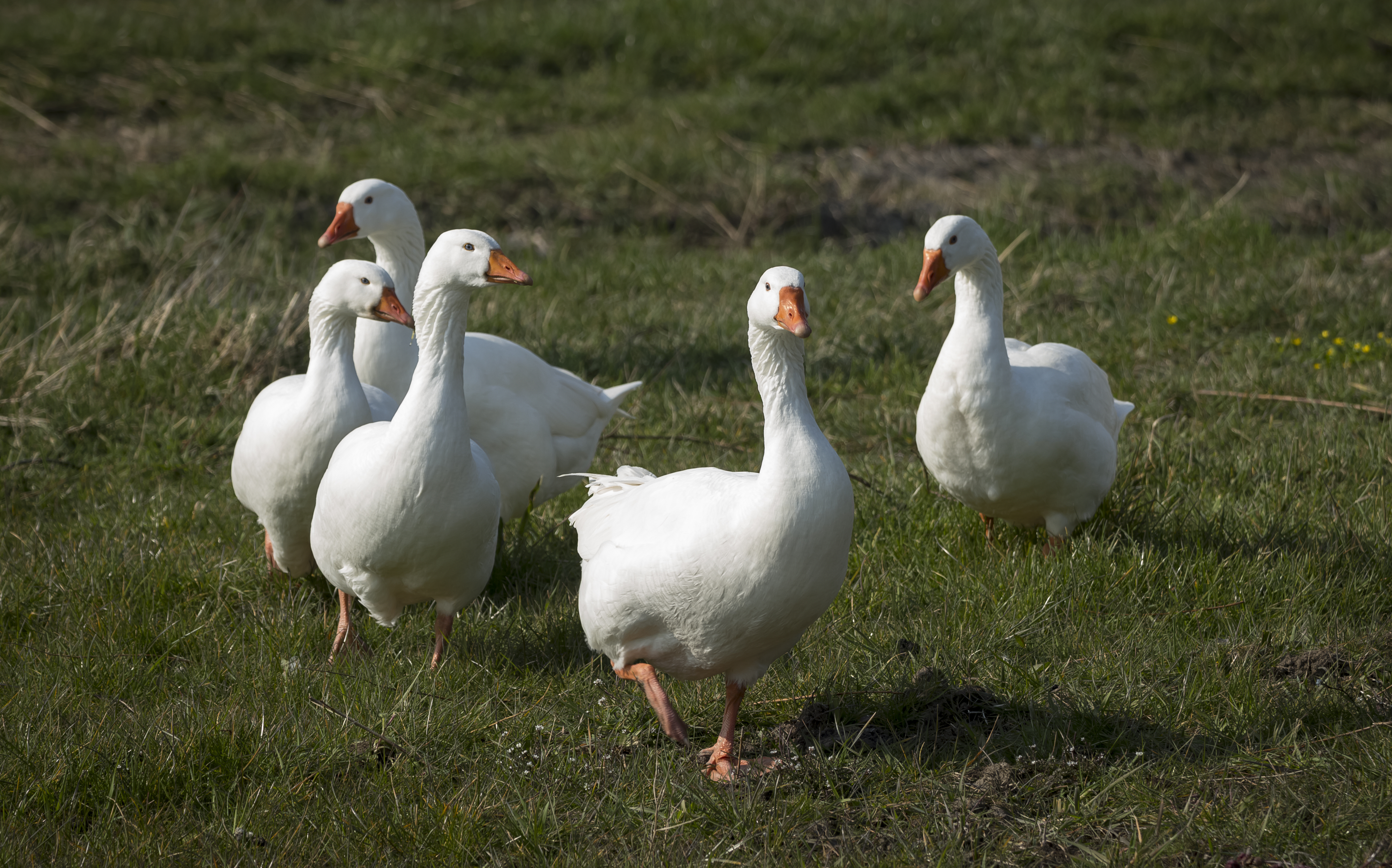 Geese Gang