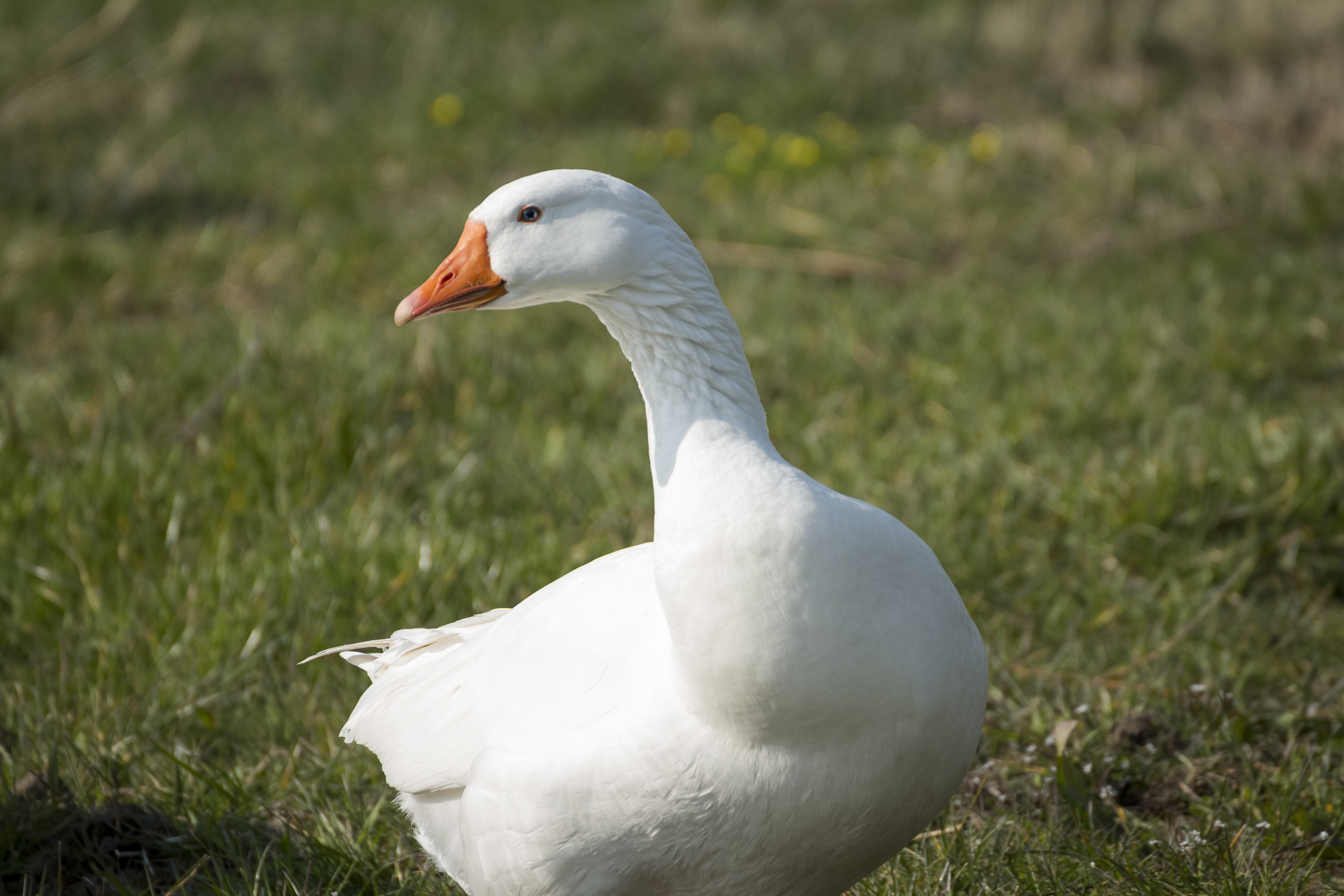 Beautiful Goose