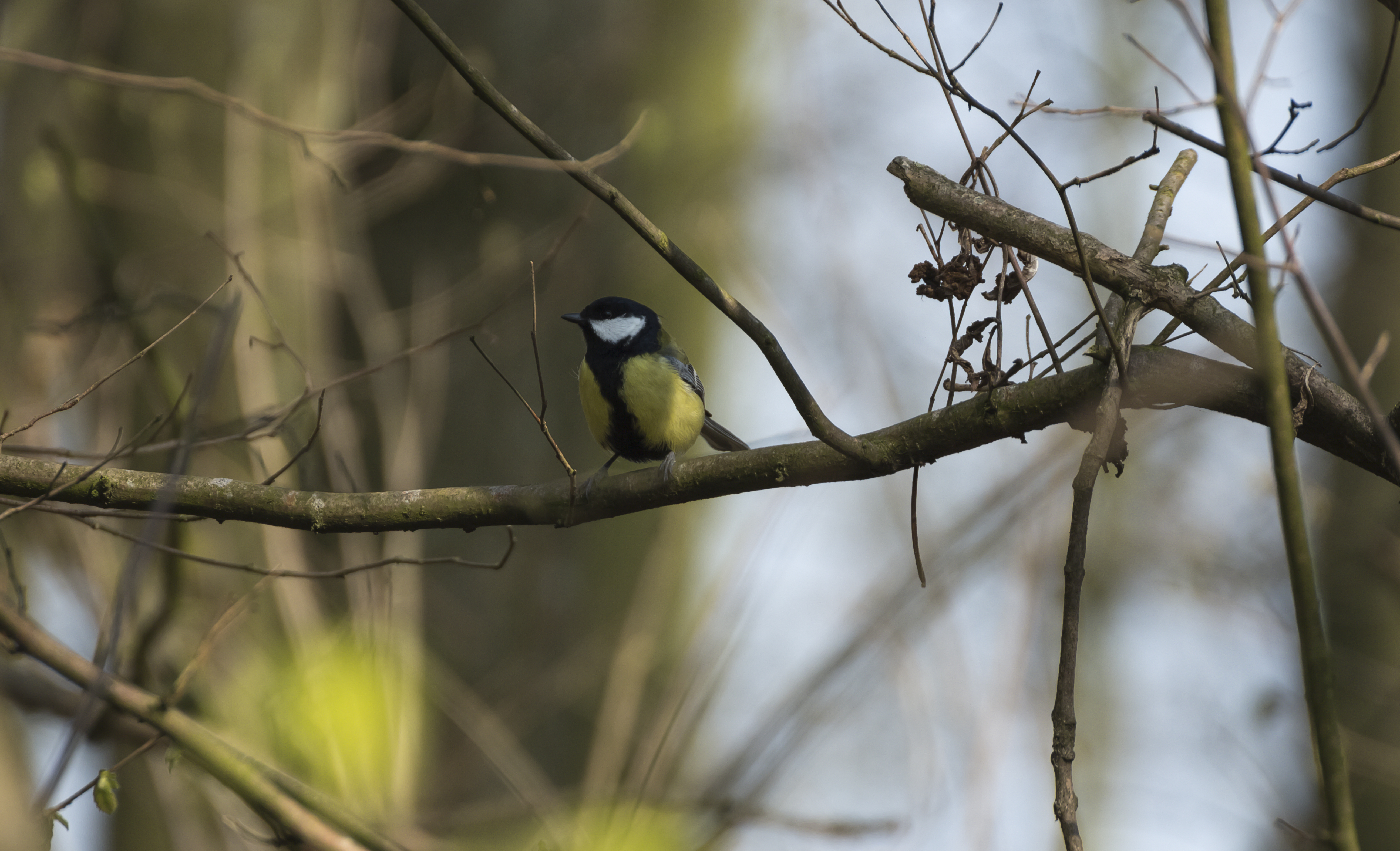 Great tit 2