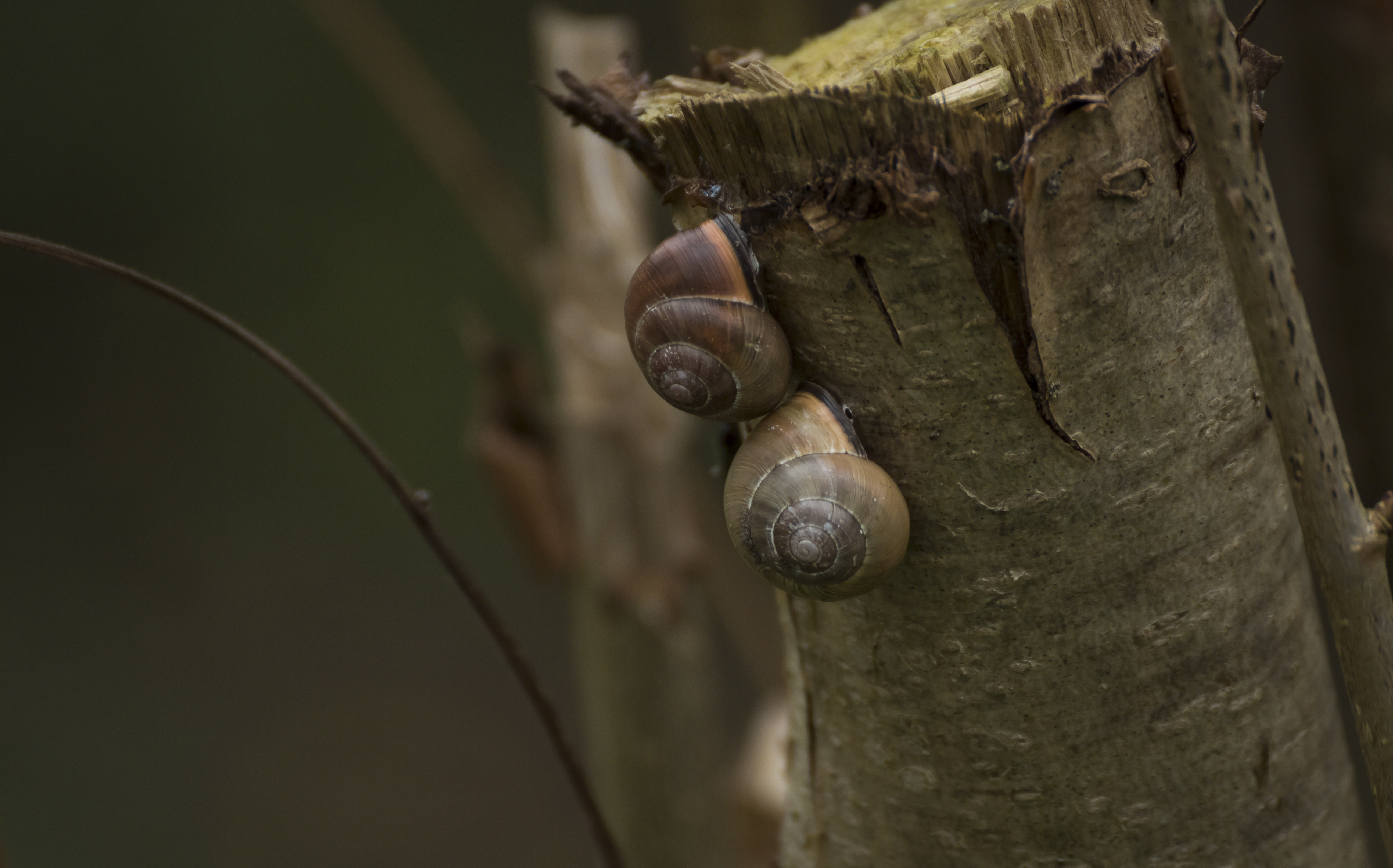 Snails on a Tree