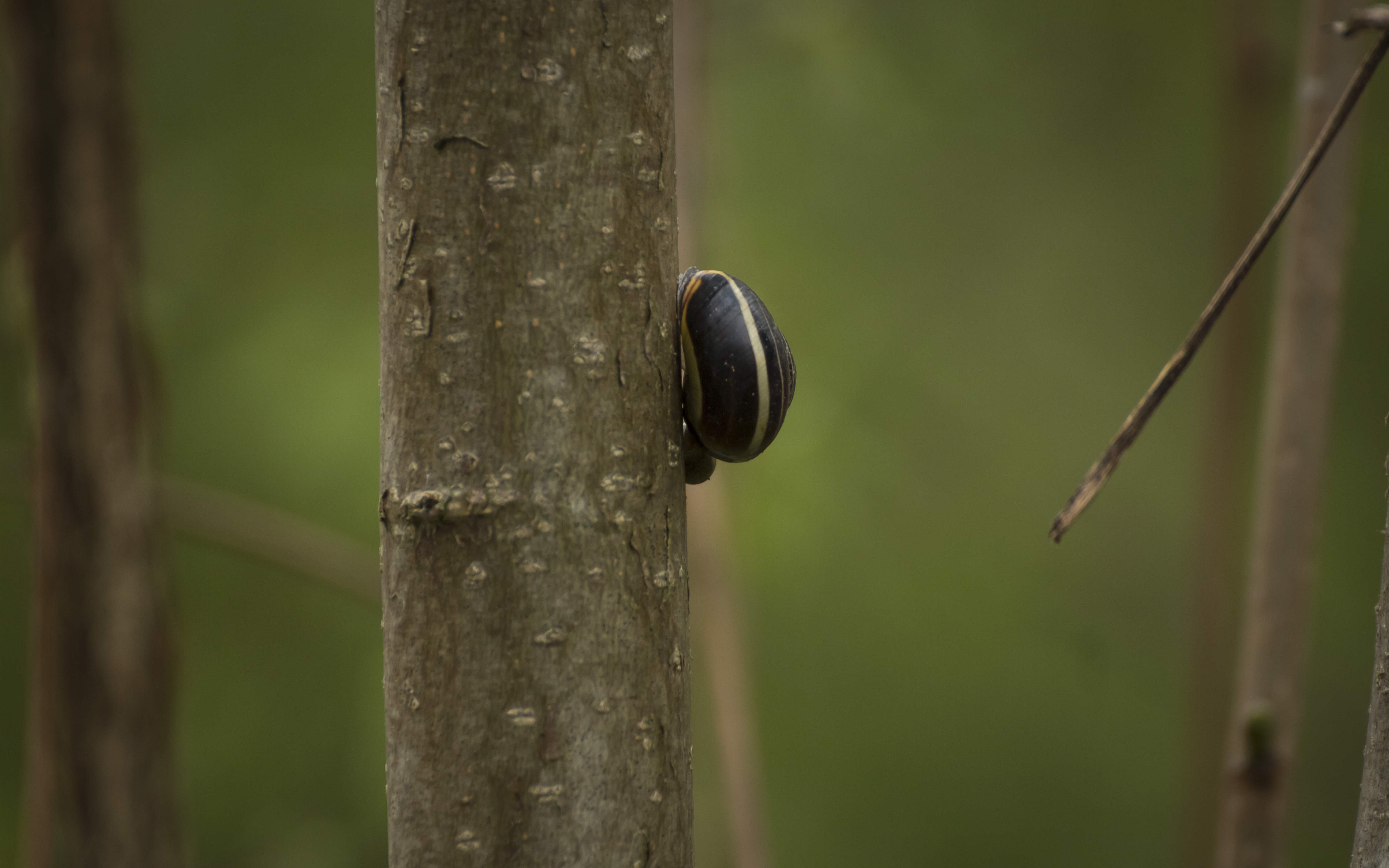 Snail on a Tree