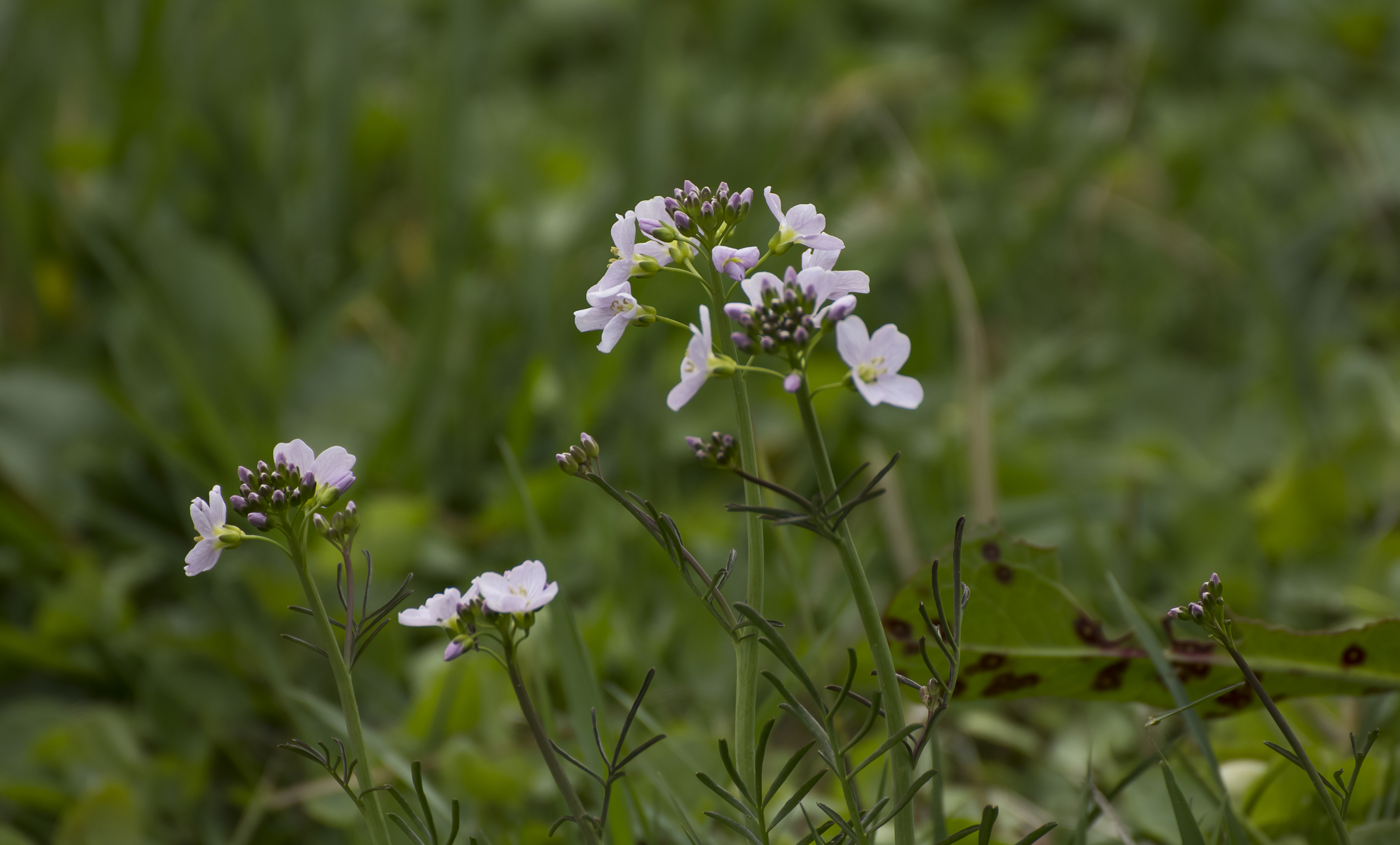 Little Small Flowers