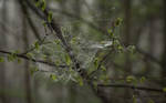 Spiderweb Drops by Danimatie