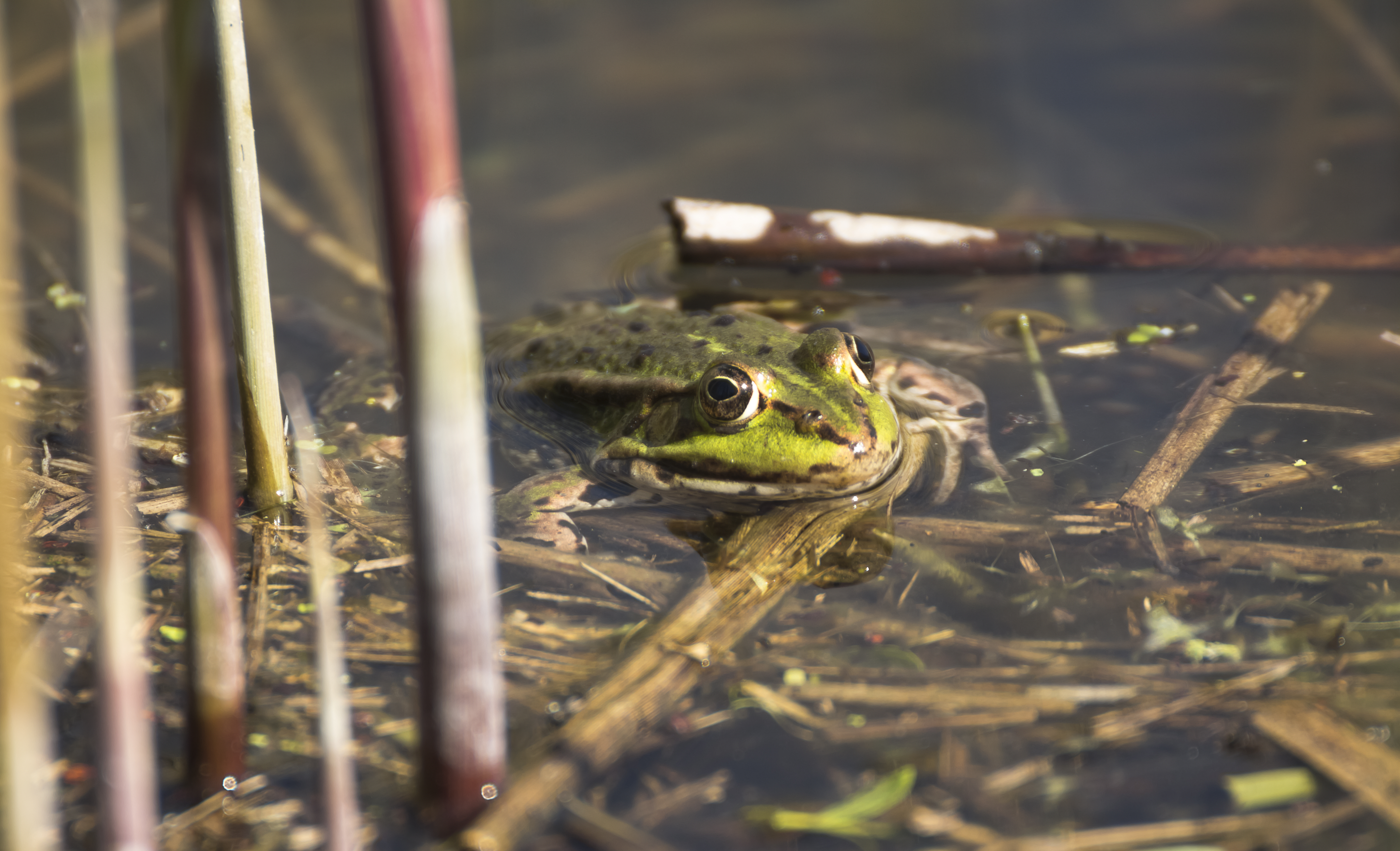 Frog Relaxing