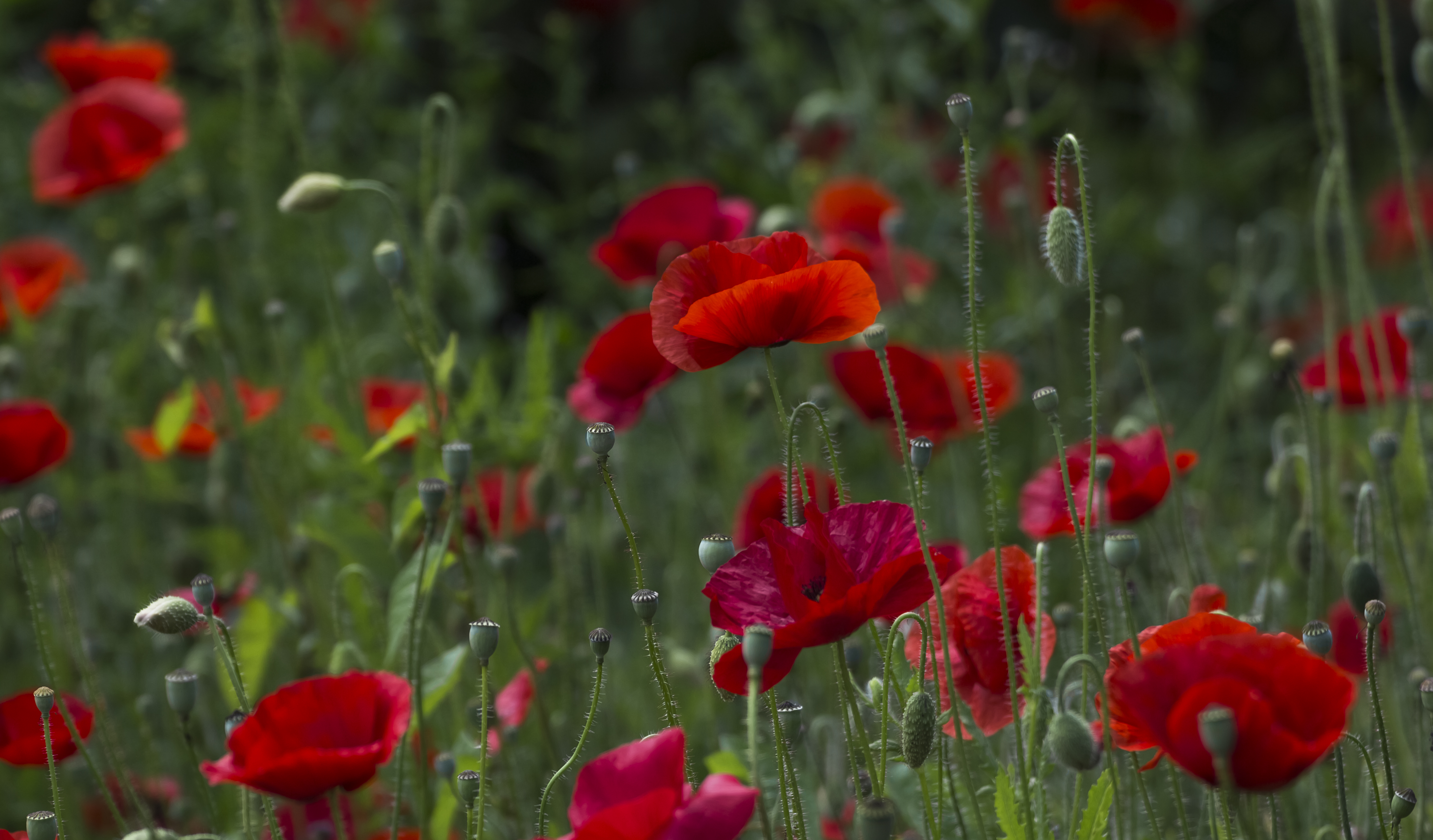 Red Poppys