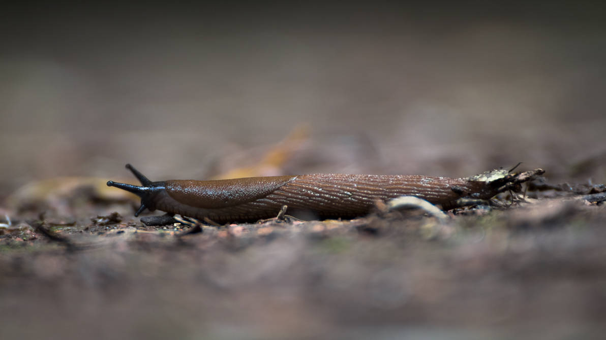 Slimy Slug by Danimatie Slimy Slug by Danimatie