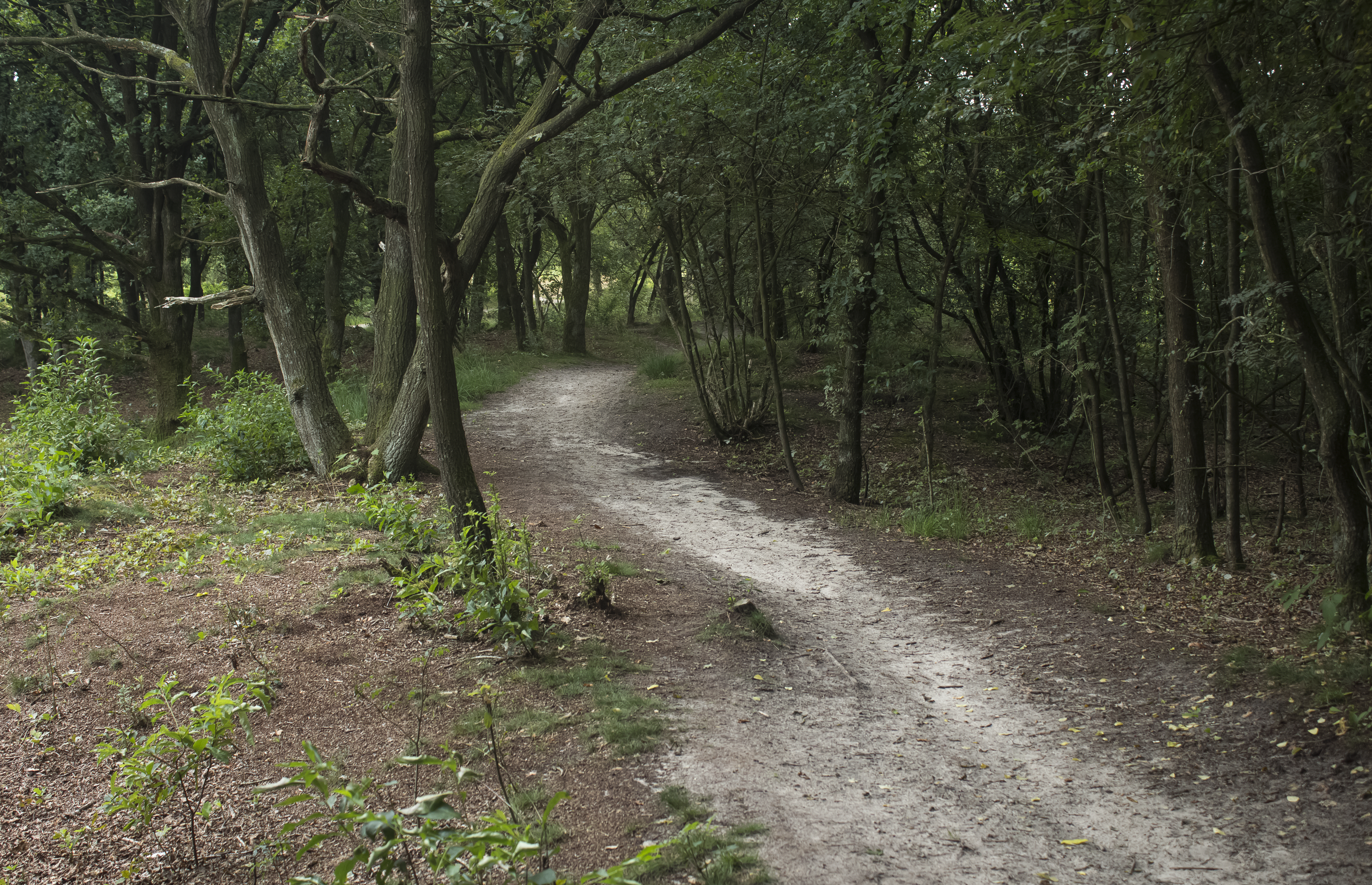 Forest Path