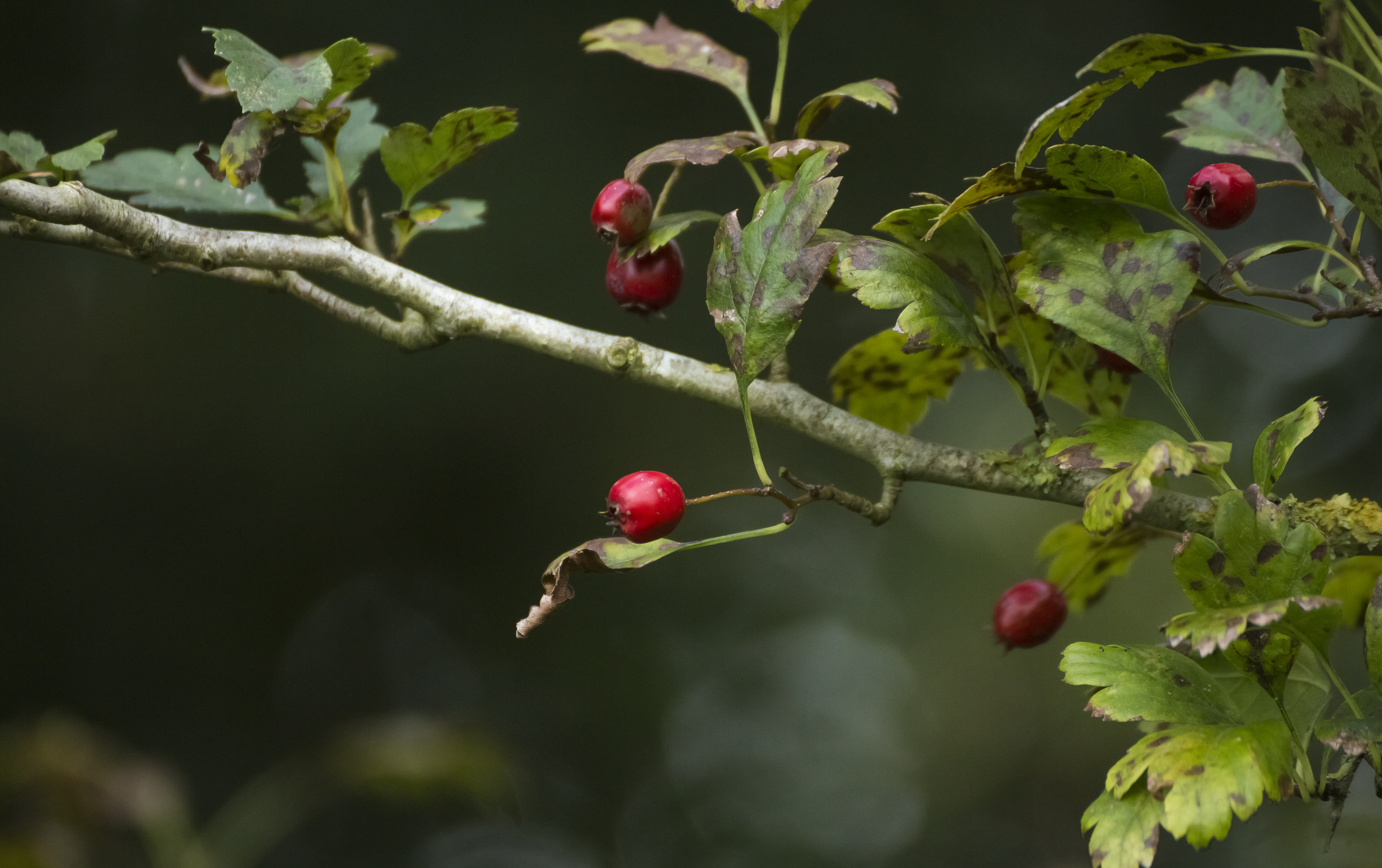 Red Berries