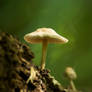 Mushroom in the Woods