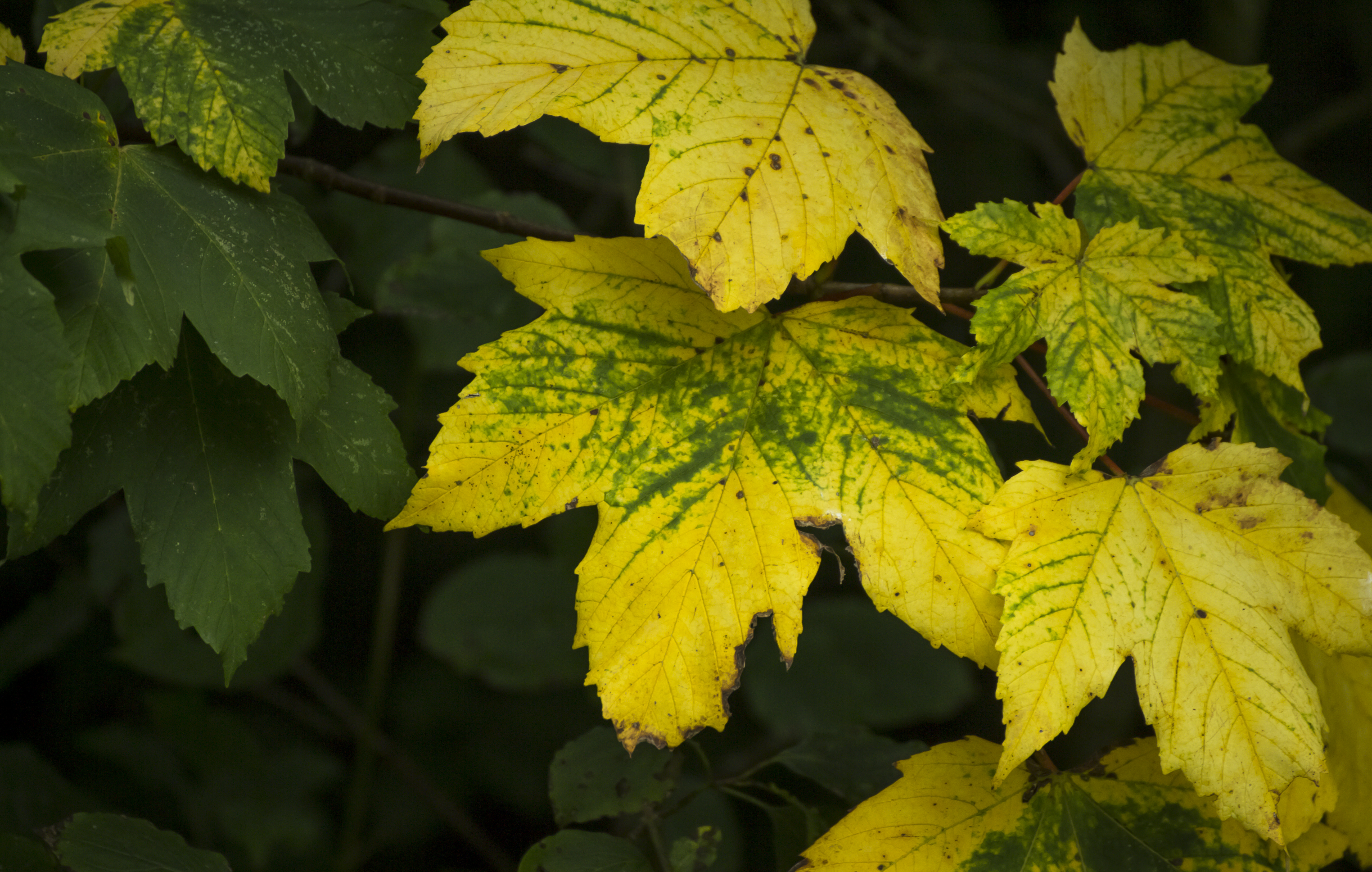 Leaves turning Yellow