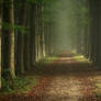 Foggy Forest