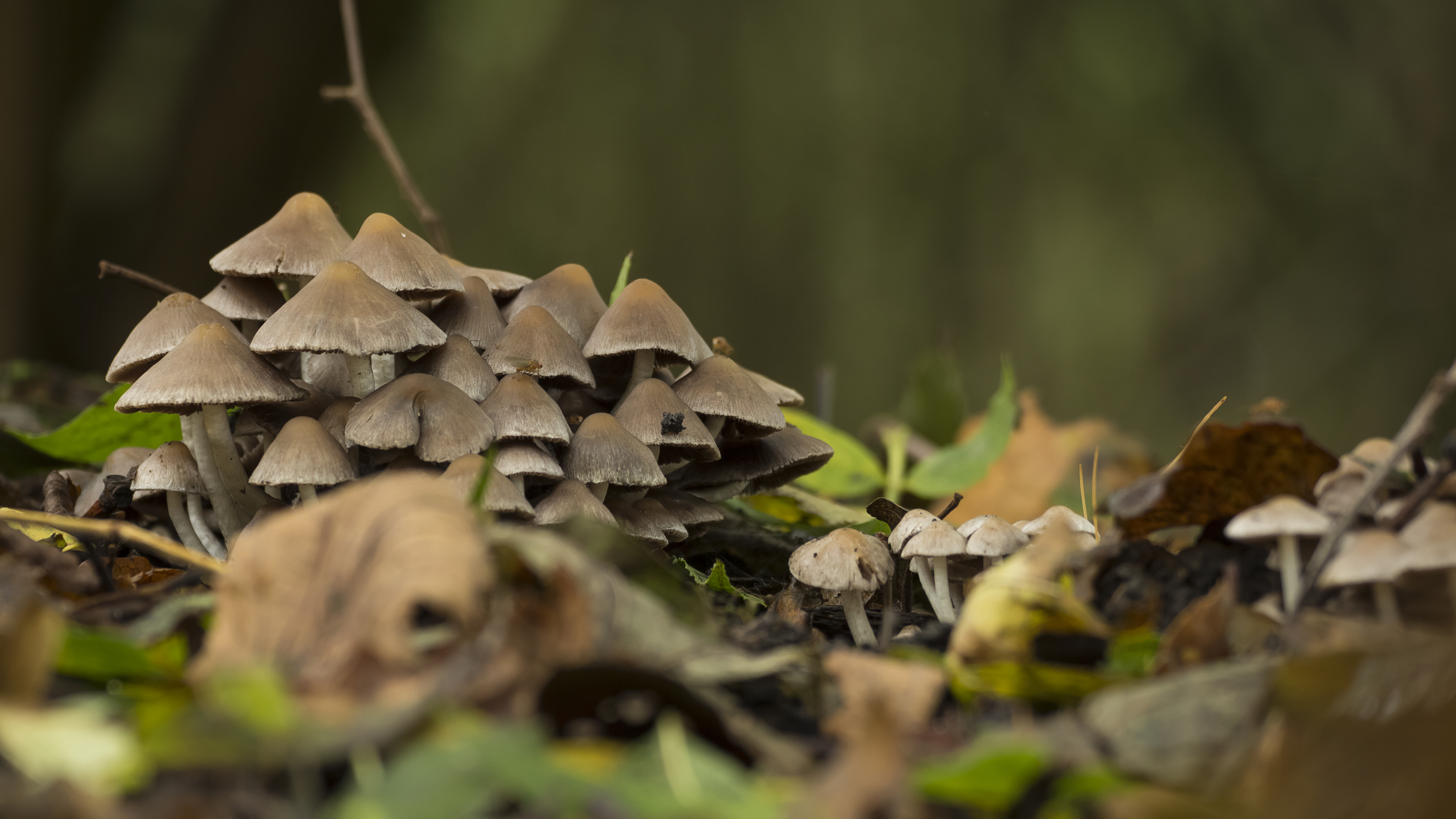 Mushrooms in the Woods