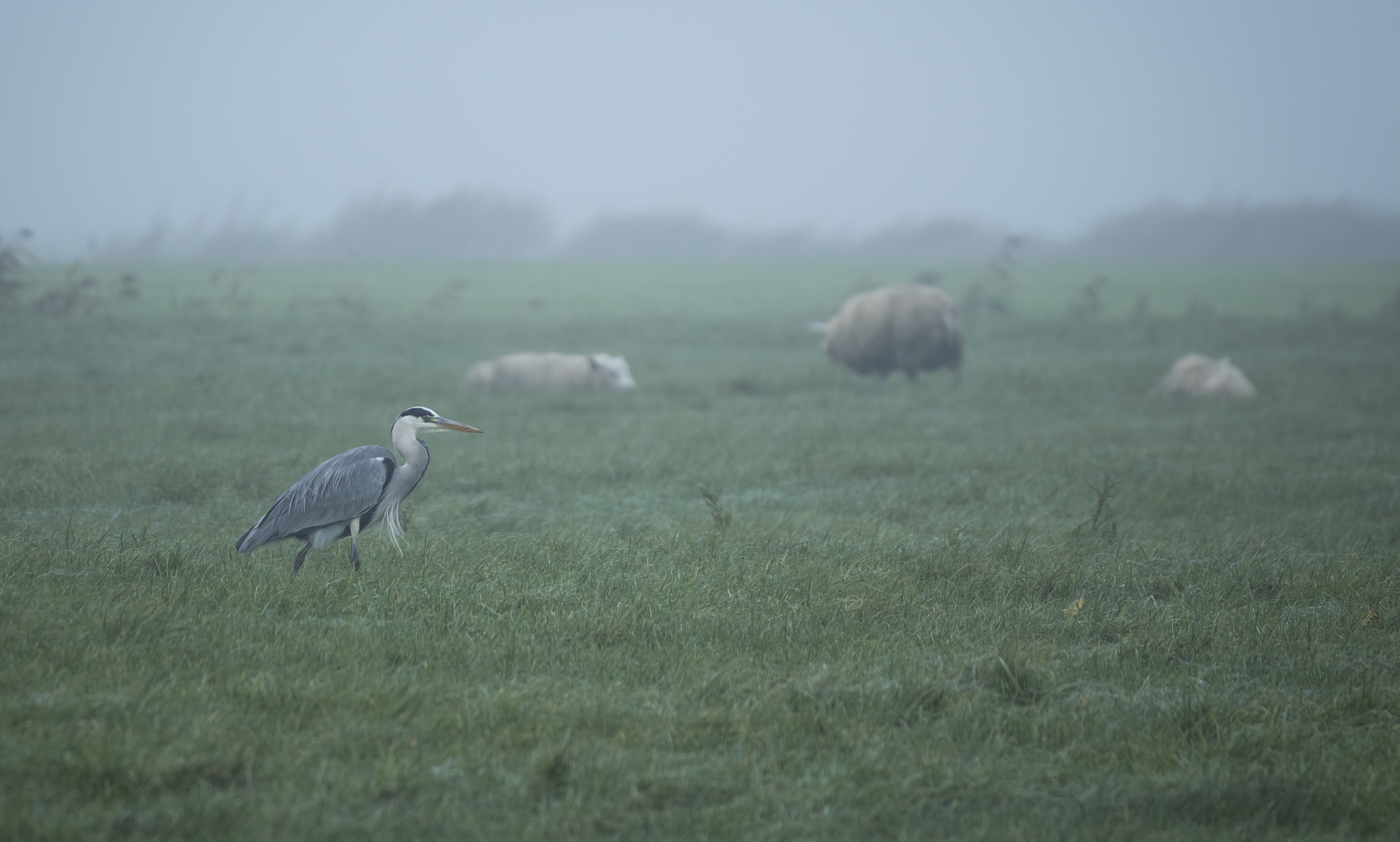 Heron among Sheep