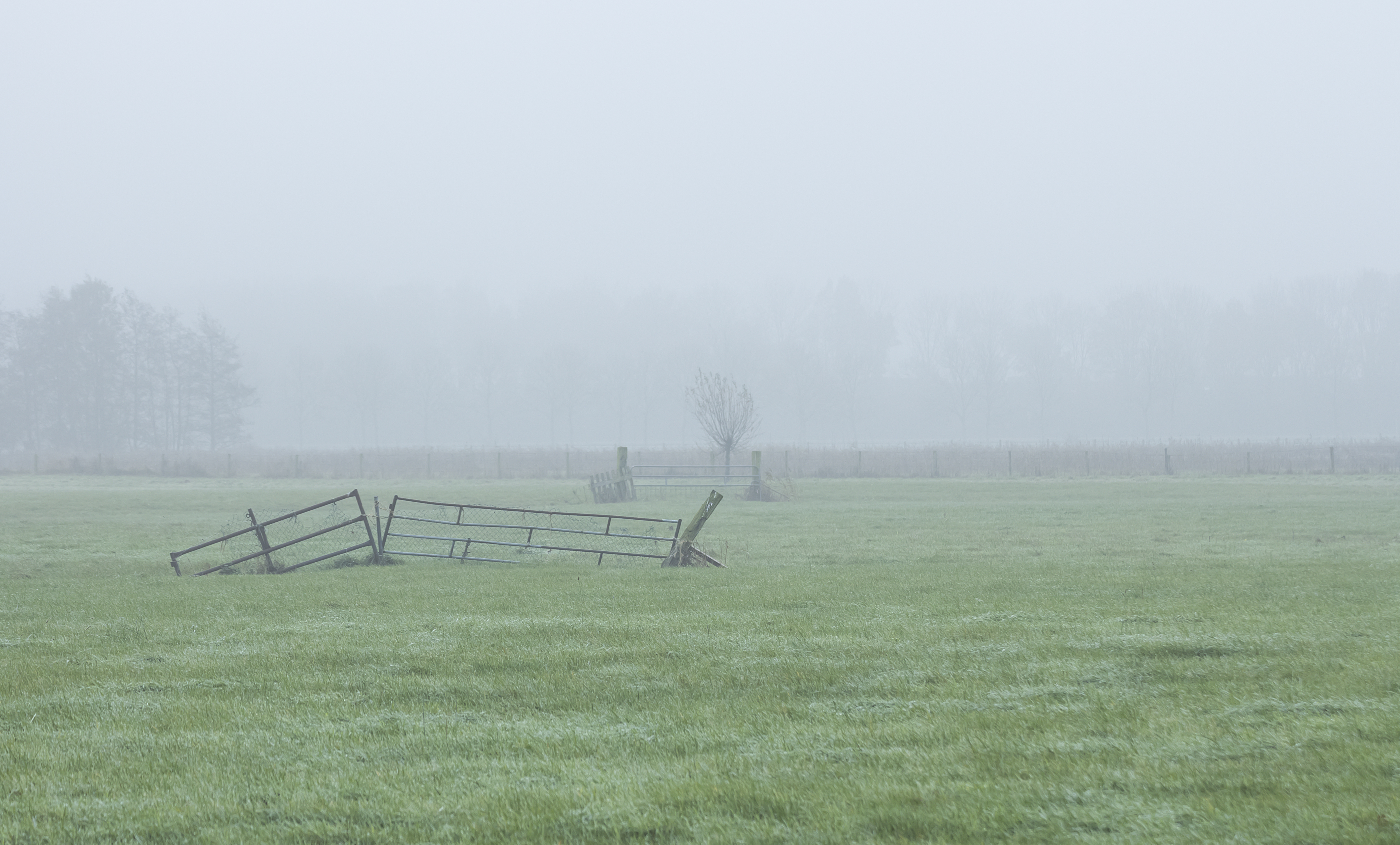 Meadow Scenery