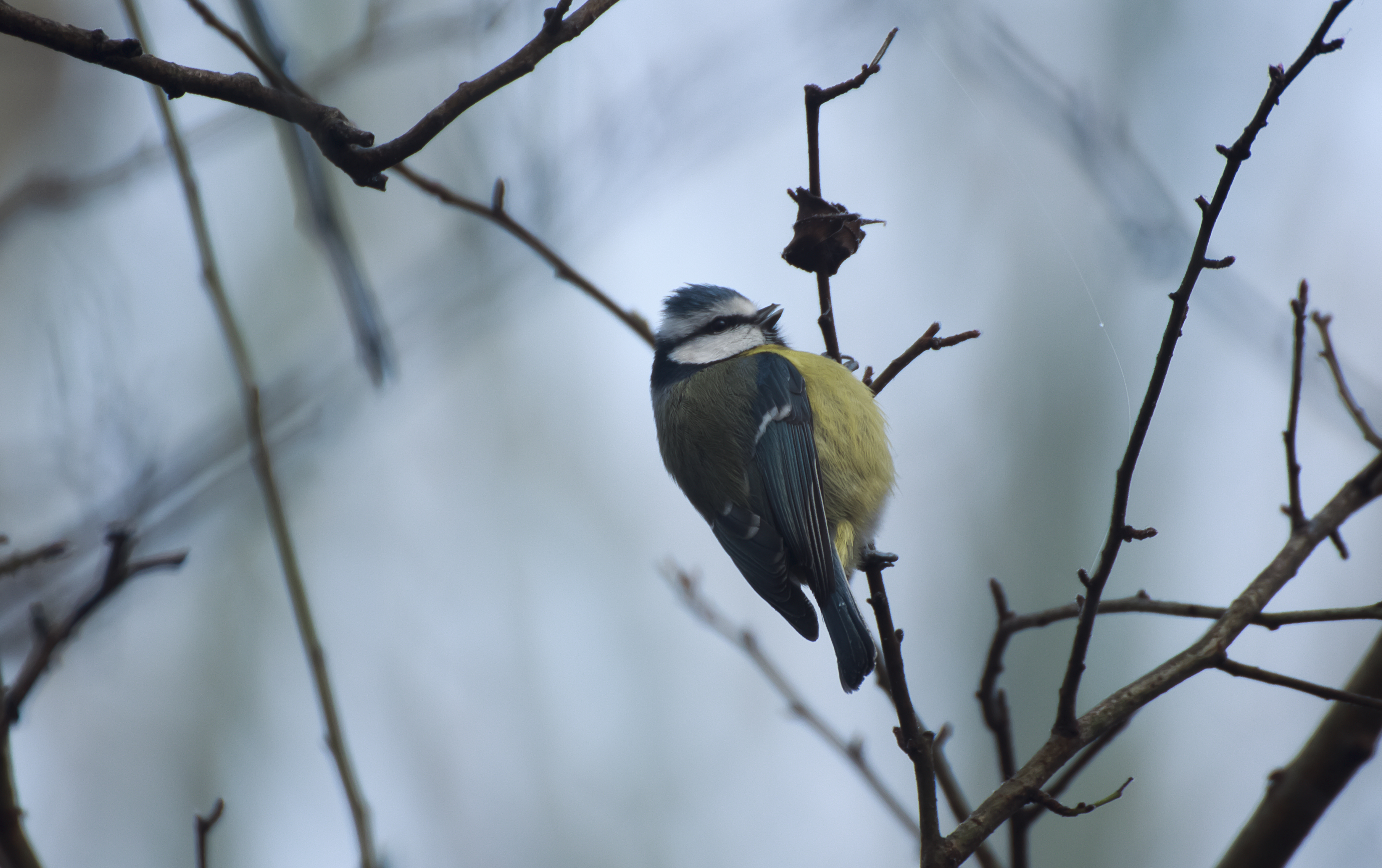 Blue Tit CLOSE-UP - Beautiful little Bird