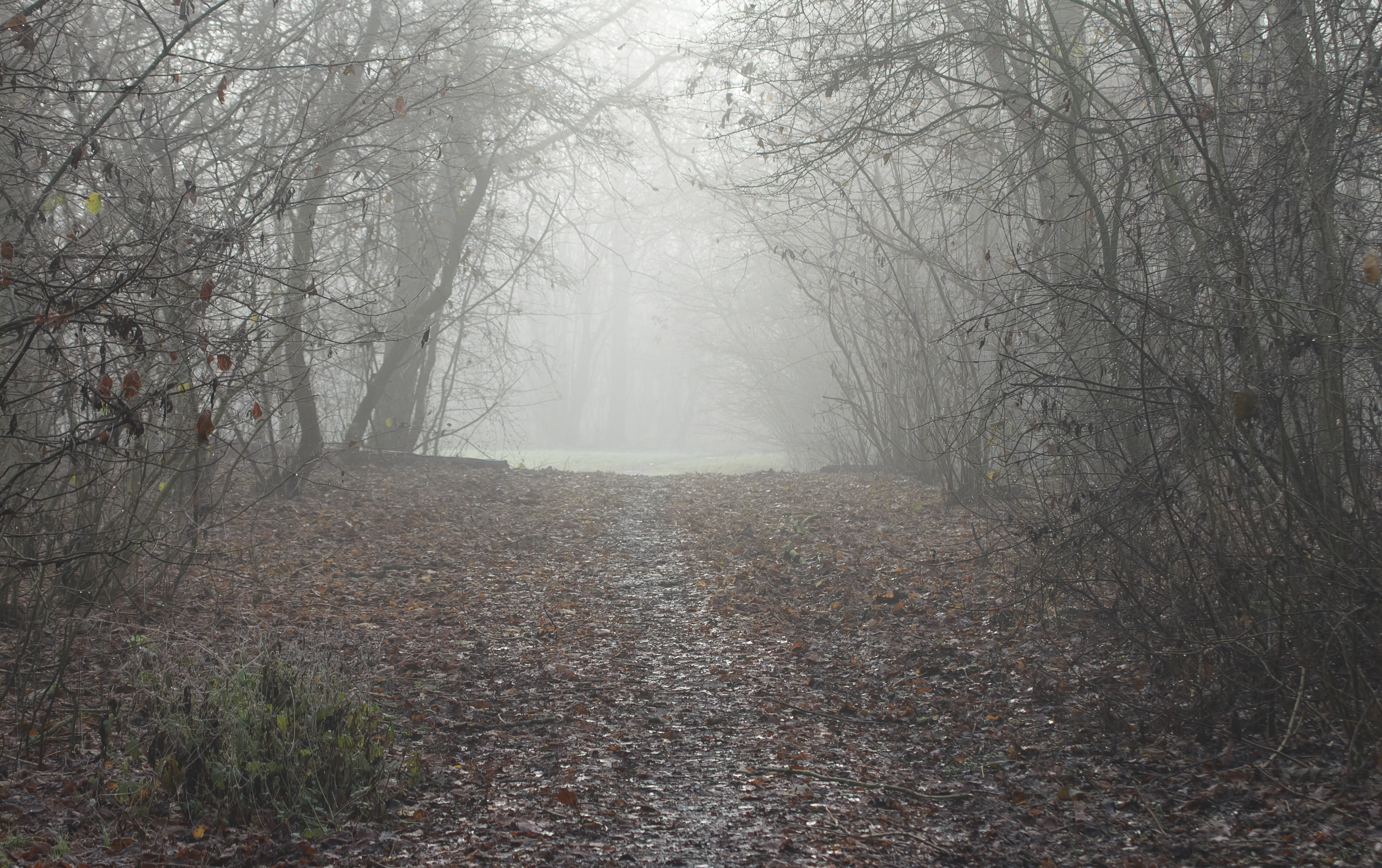 Foggy Forest