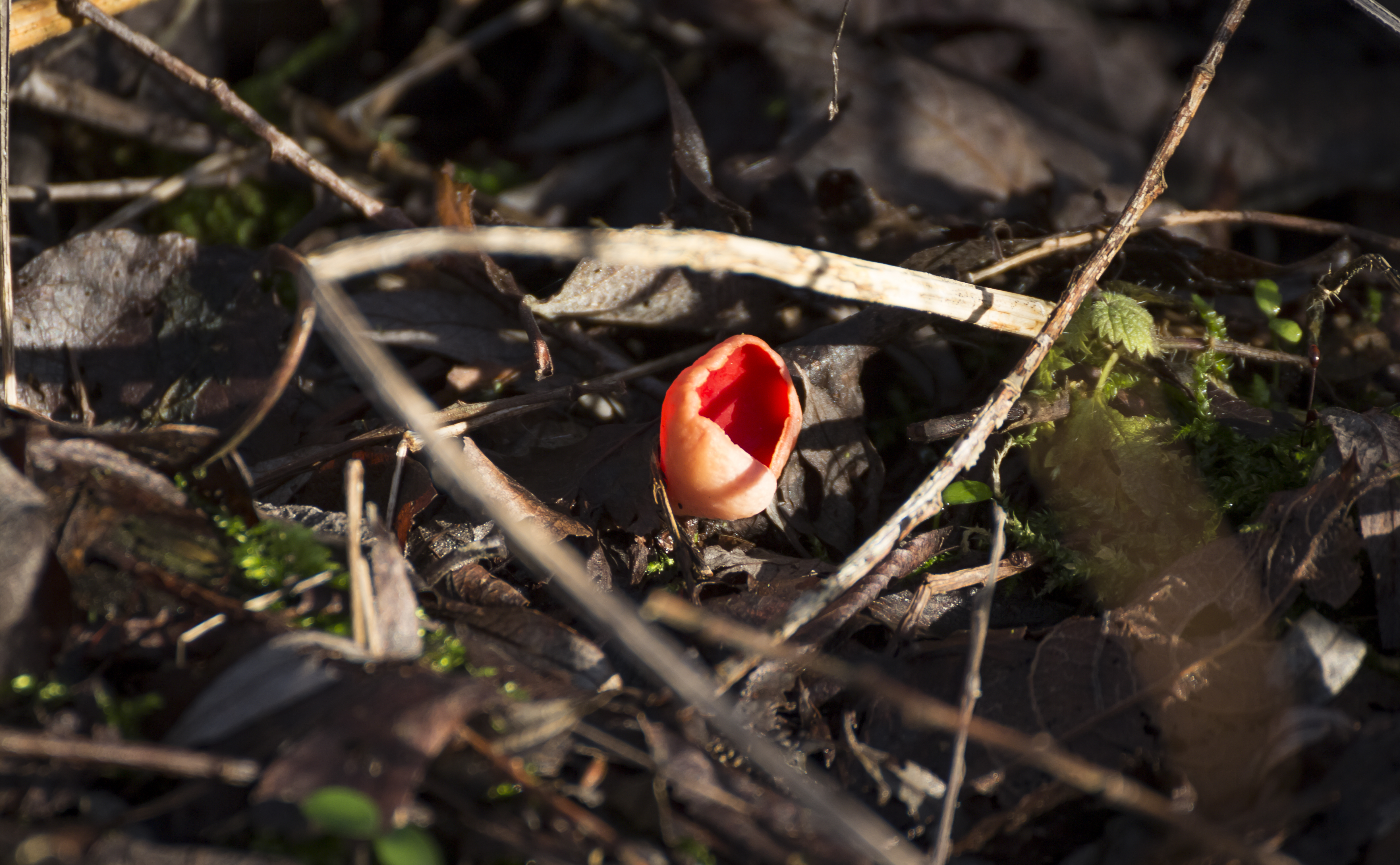 Red Chalice