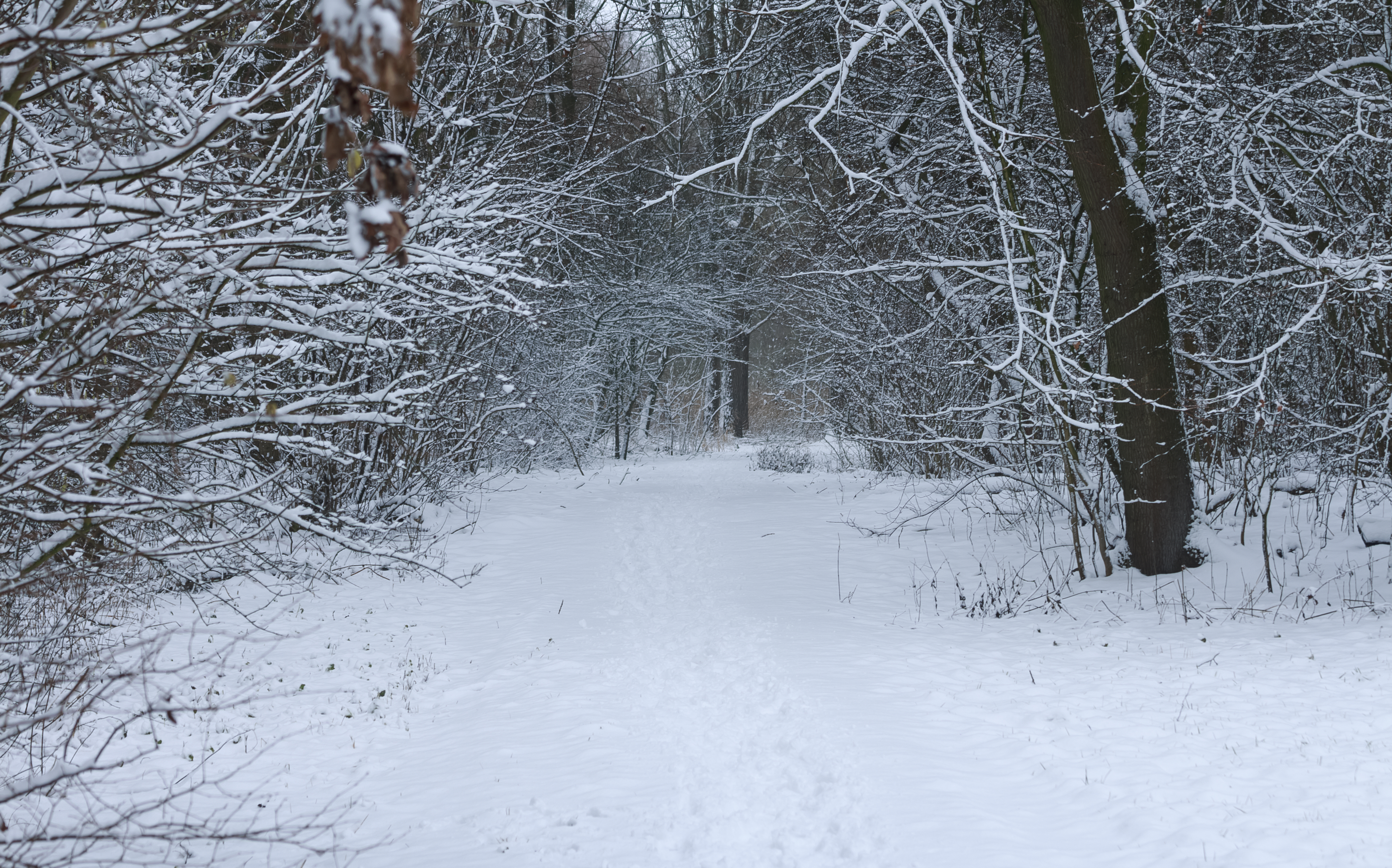 Winter Woods