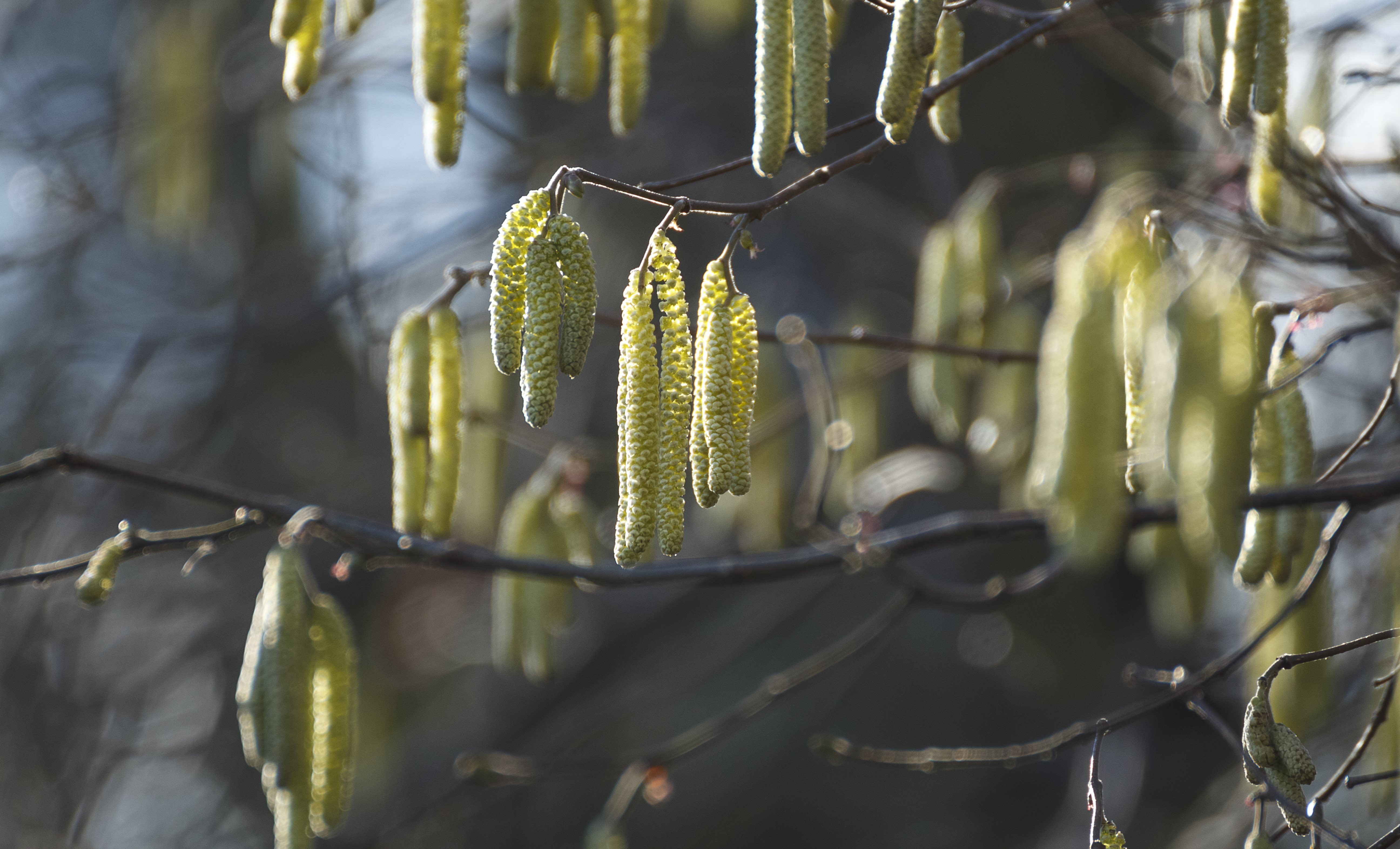 Catkins!