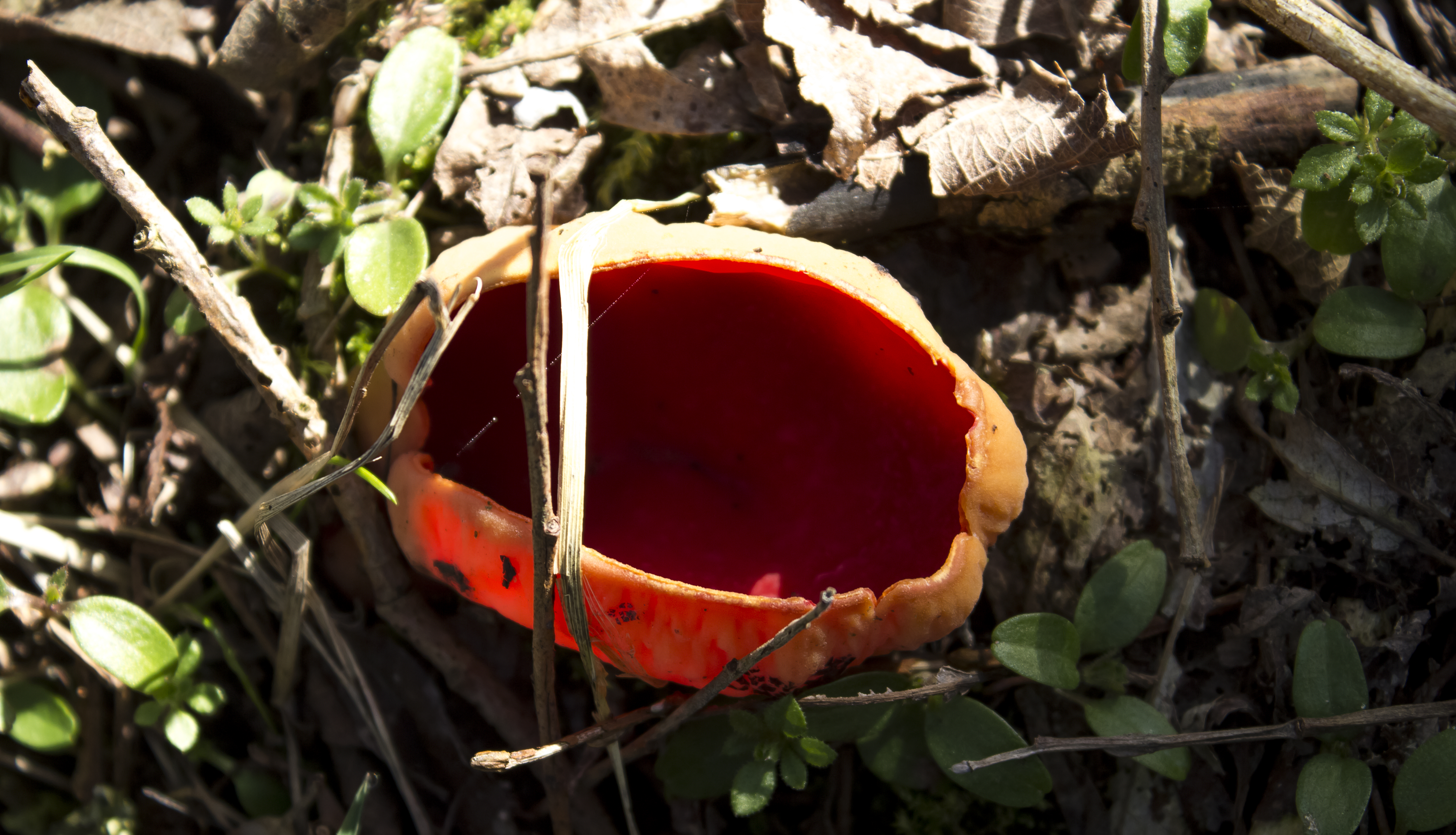 Large Red Cup Mushroom