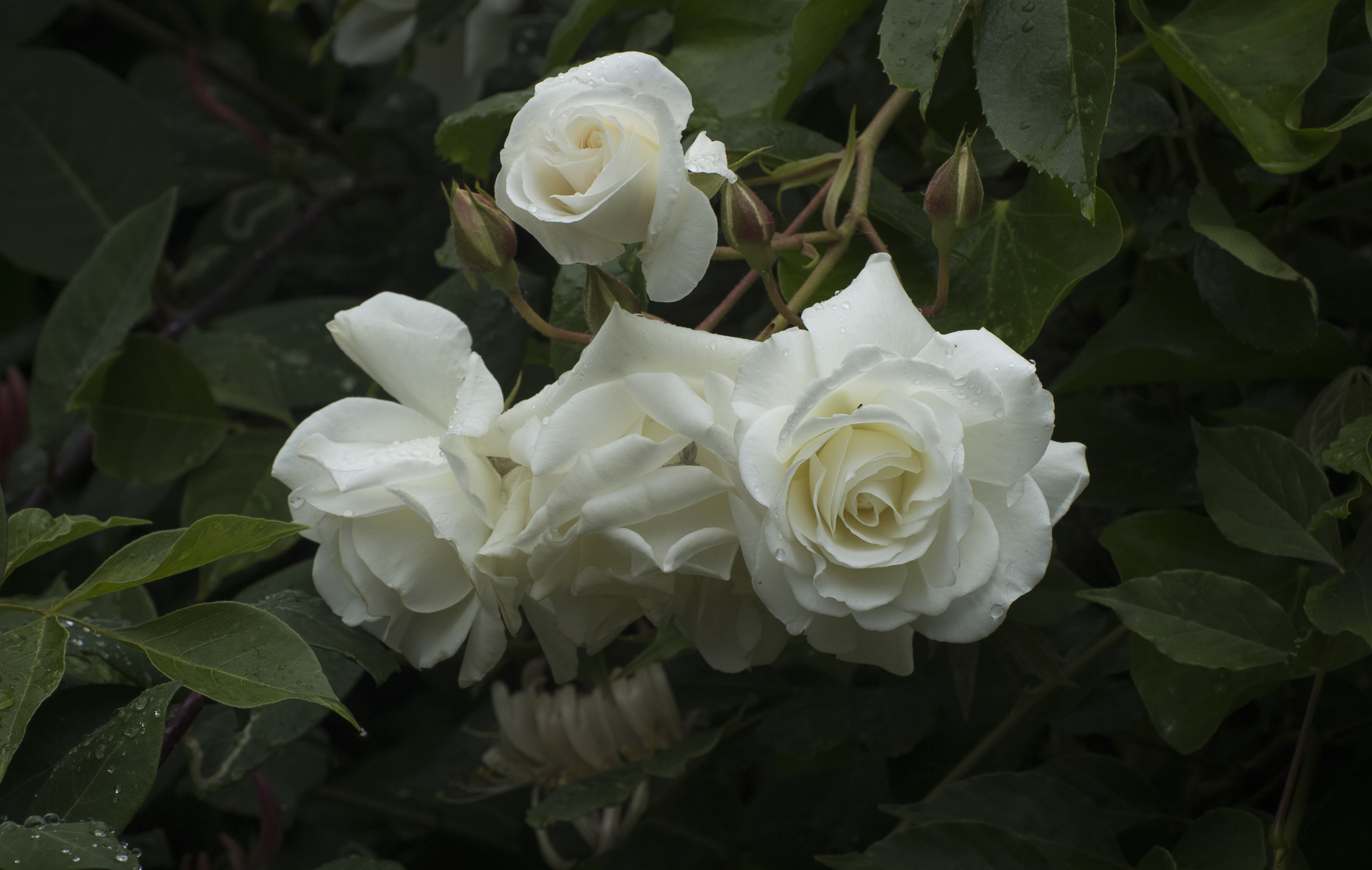 White Winter Roses