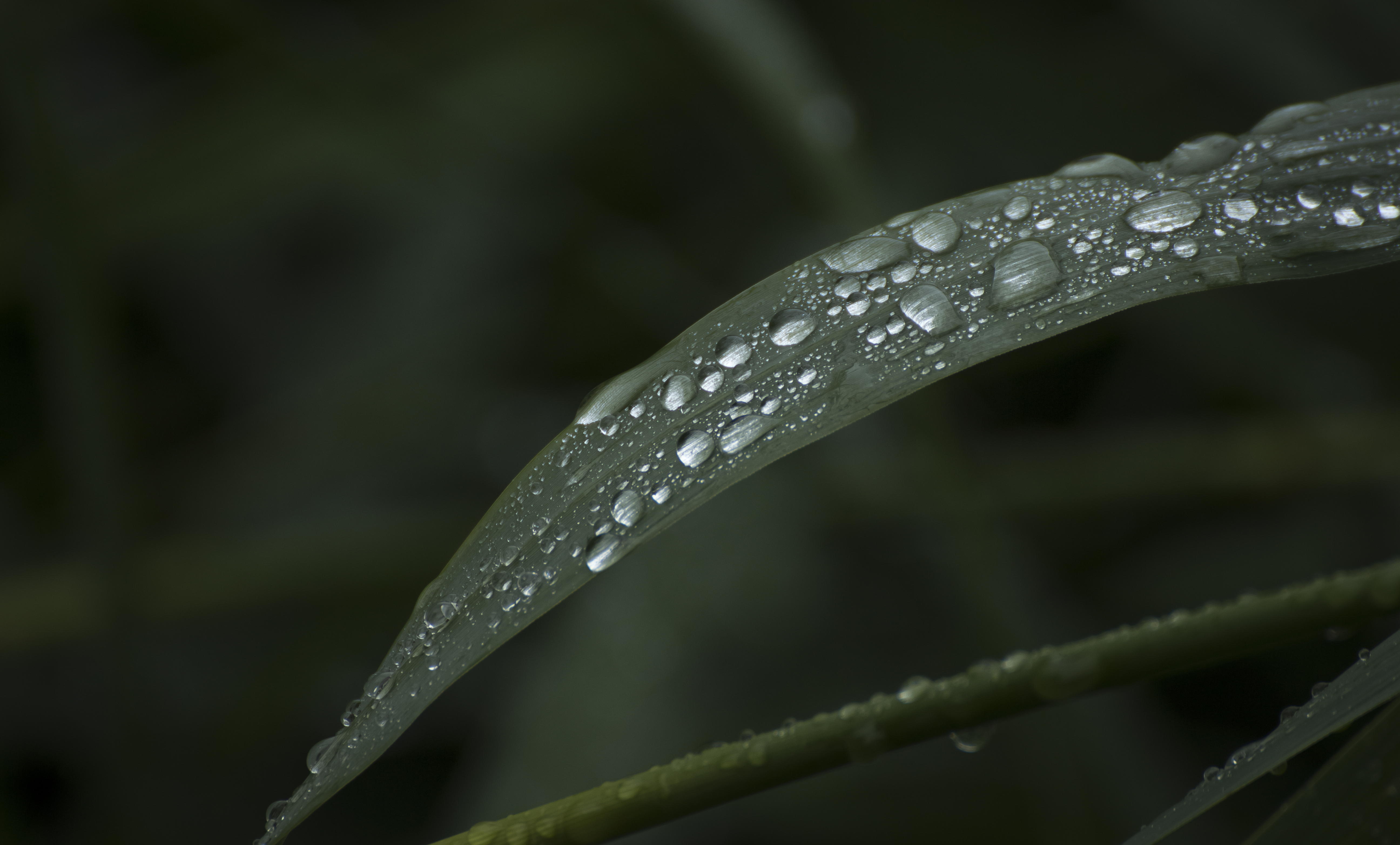 Raindrops on Reeds