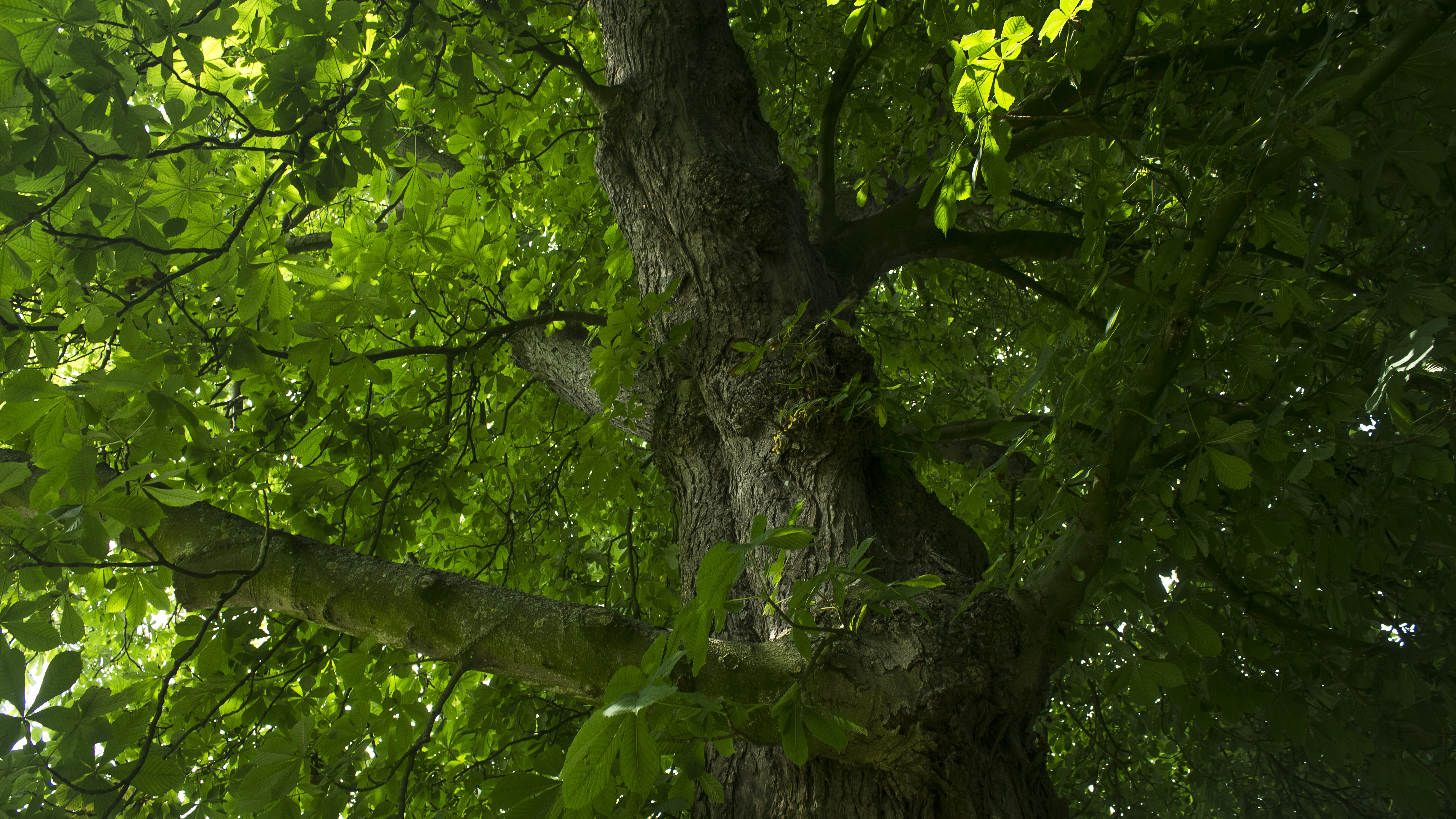 Huge Chestnut Tree 2