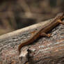 Salamander on a Tree Log