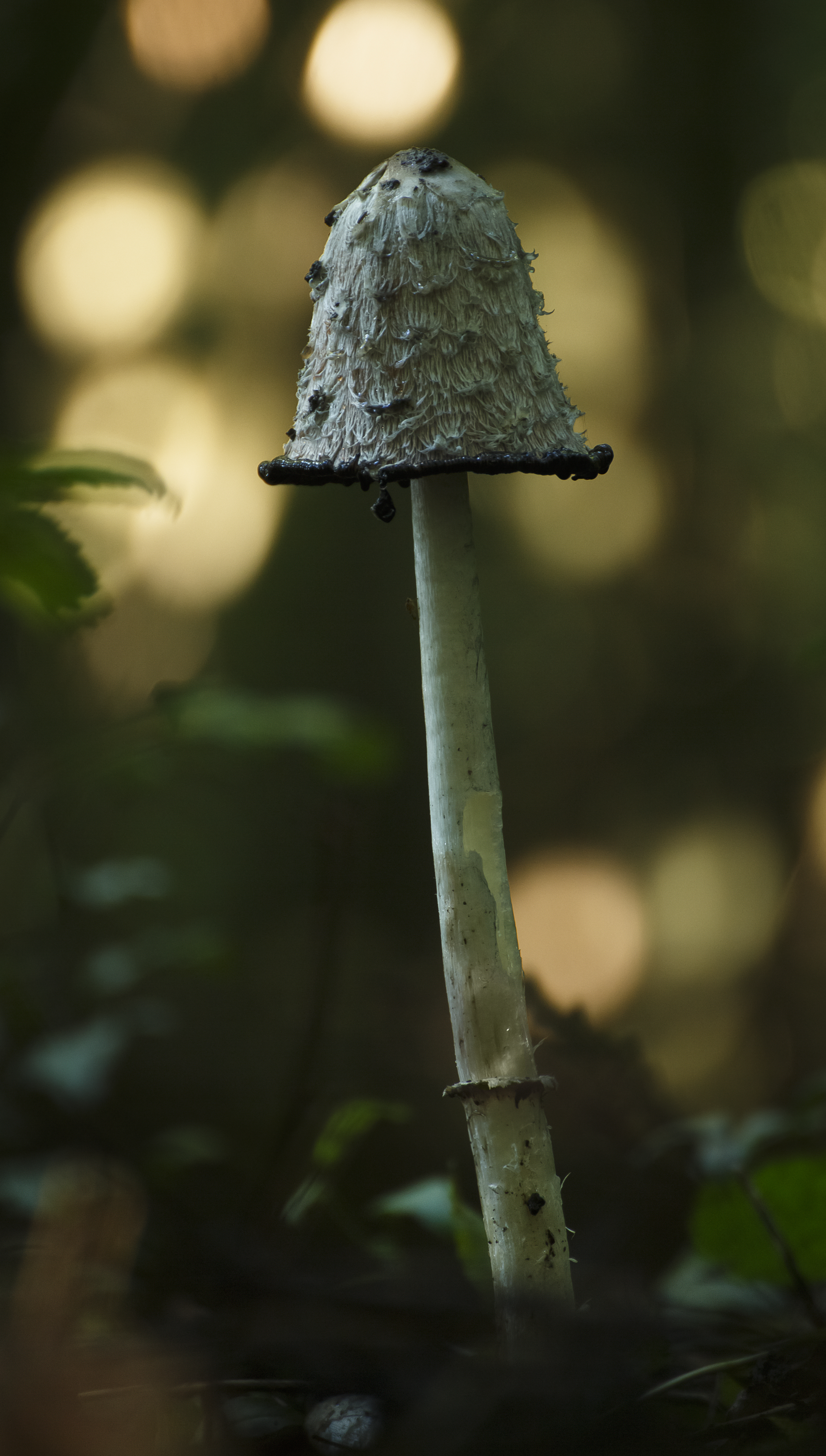 Tall Ink Mushroom