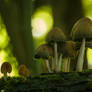 Mushroom Group on a Mossy Fallen Tree