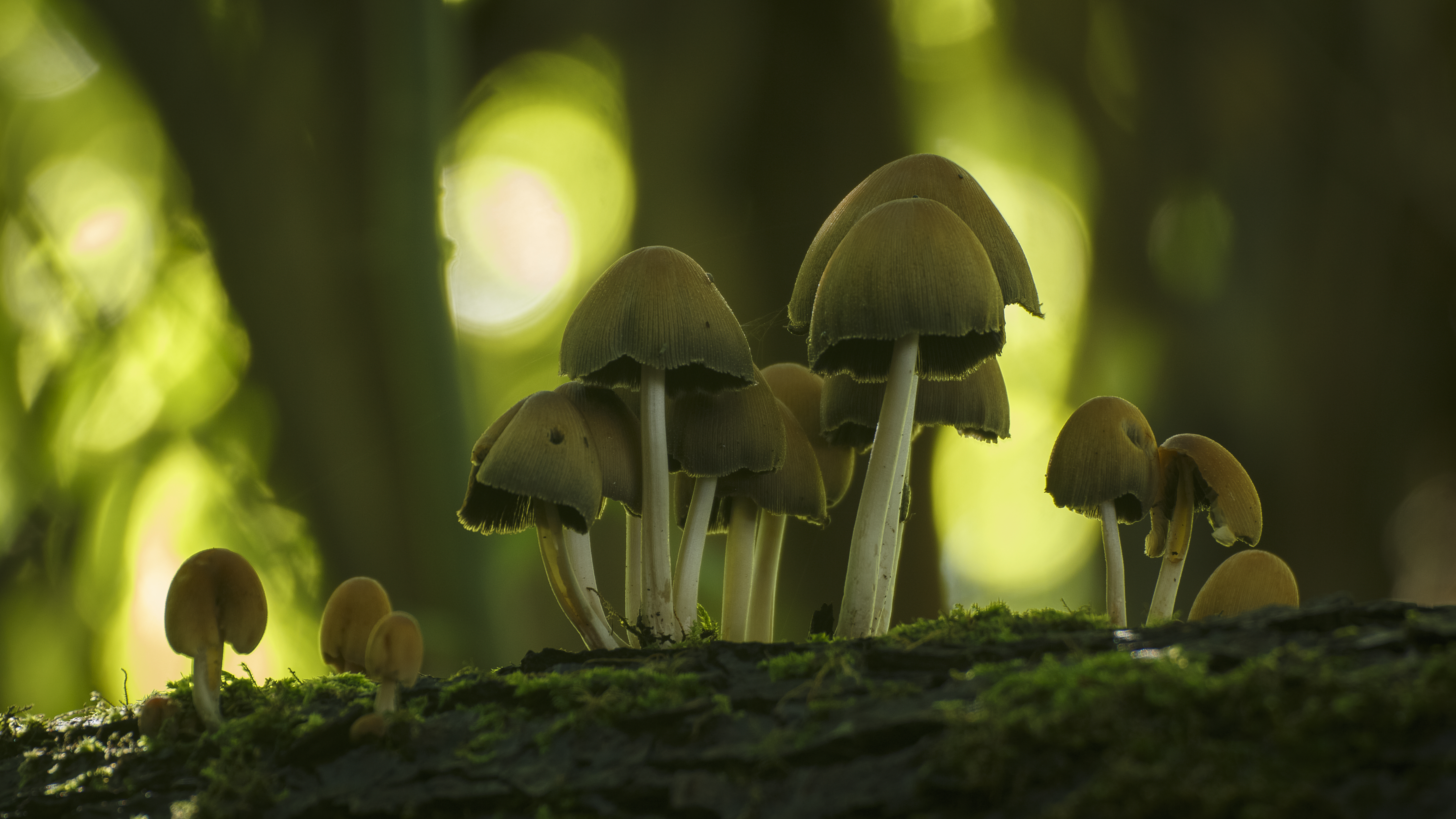 Mushroom Group on a Mossy Fallen Tree