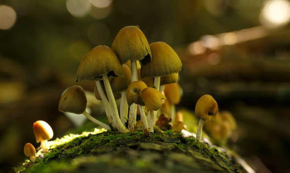 Mushrooms on a Fallen Tree
