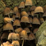 Mushrooms Growing on Tree Roots