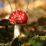 Fresh Fly Agaric