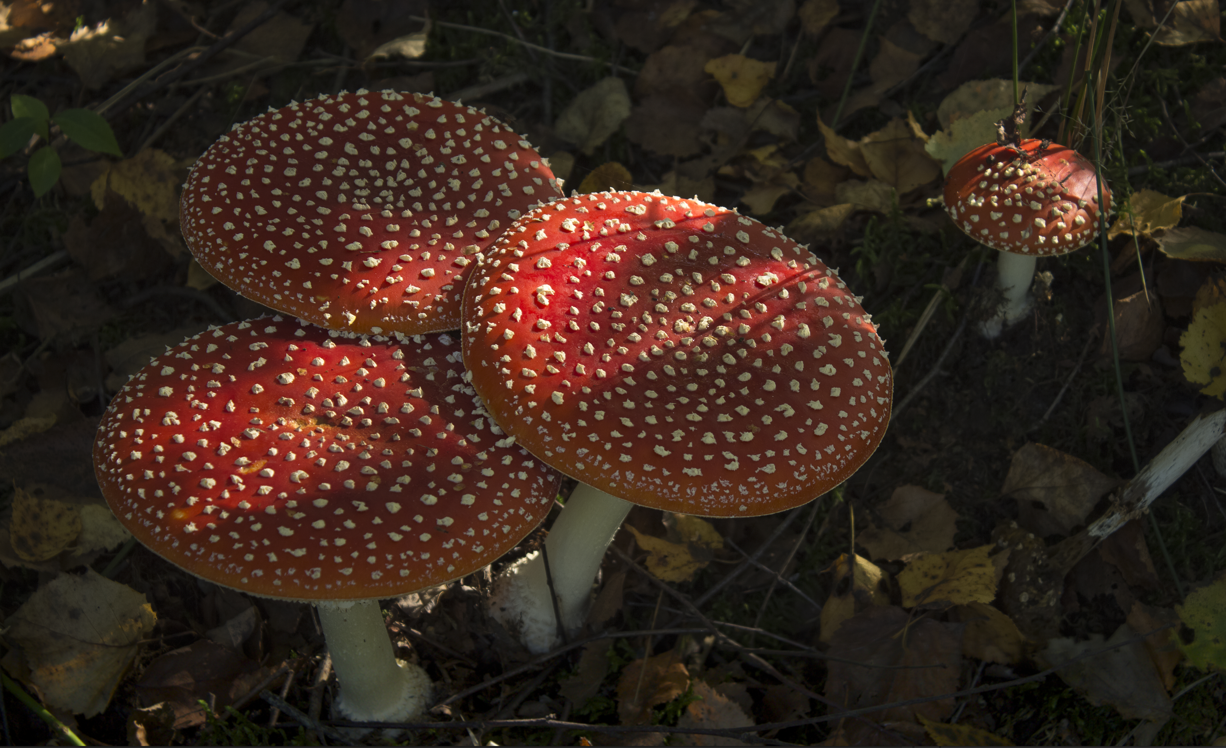 Plate-sized Amanita Muscaria 2