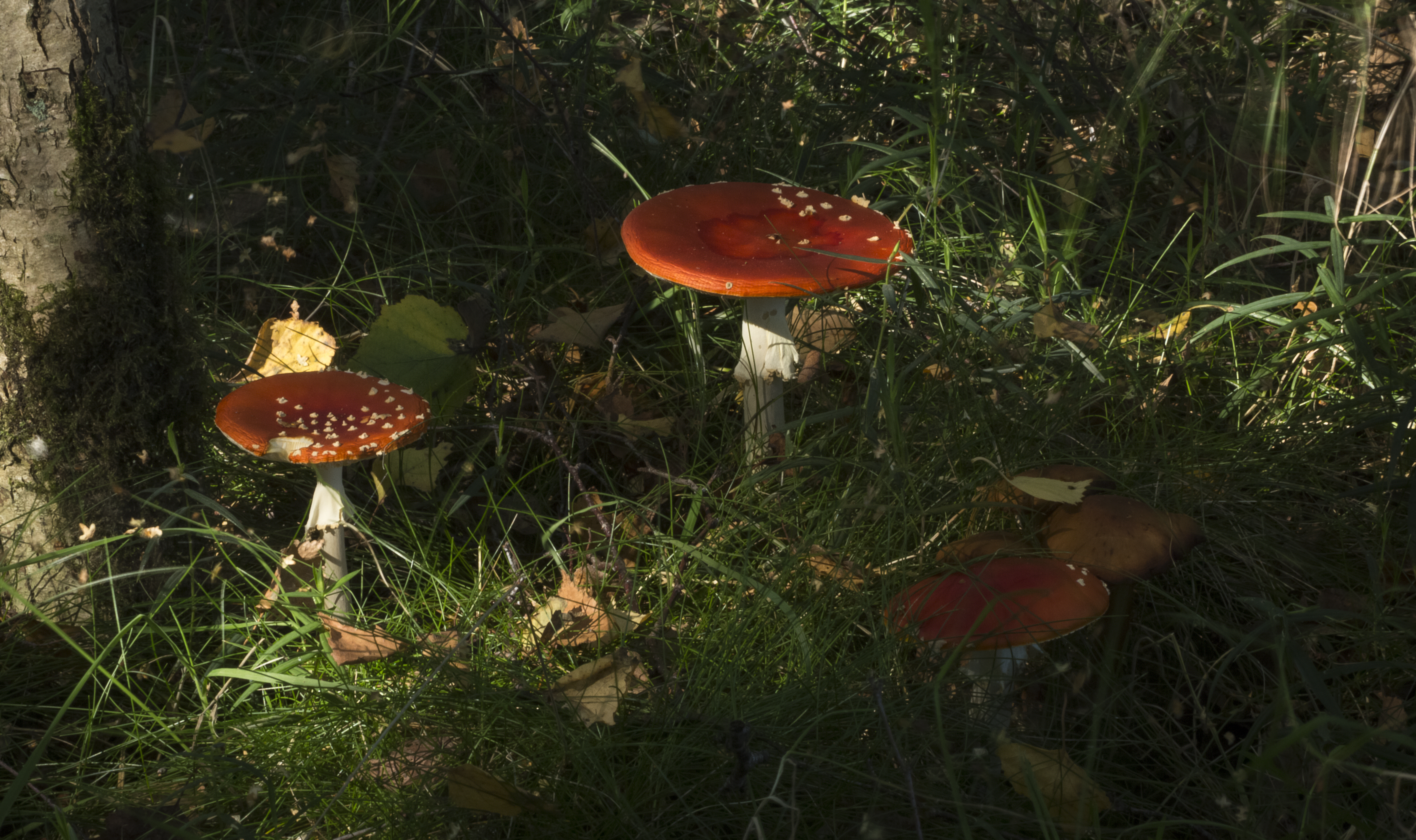 Several Fly Amanitas in the Forest