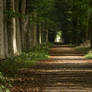 Forest Path between Beech Trees