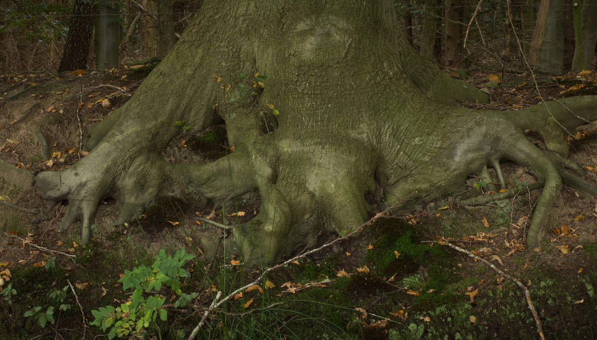 Roots of a big old Tree by Danimatie on DeviantArt