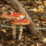 Two Fly Agarics