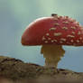 Perfect Fly Agaric