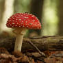 Gorgeous fresh Amanita Muscaria in the Forest