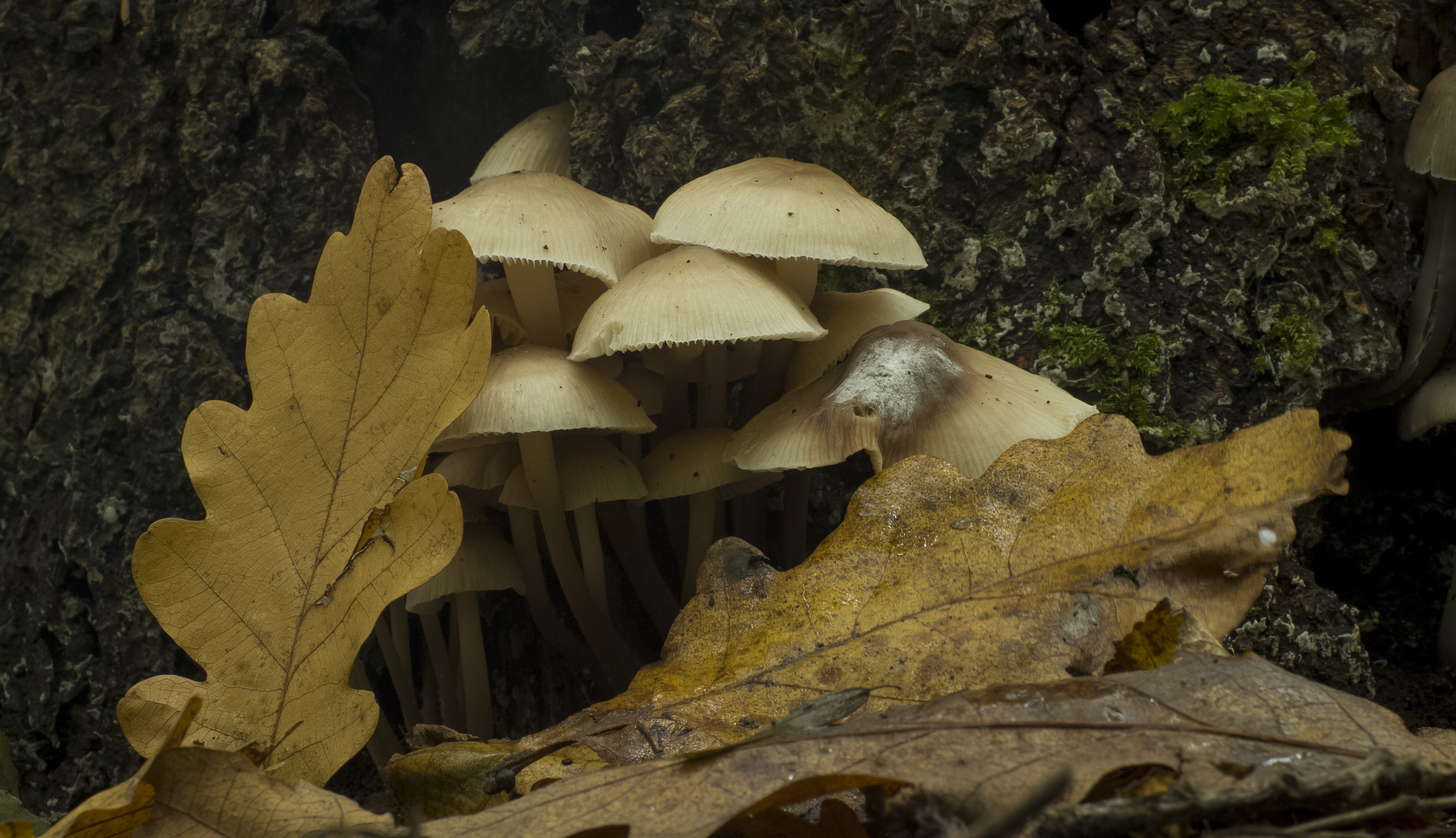 Autumn has fully Arrived