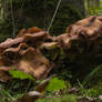 Brown Fungi