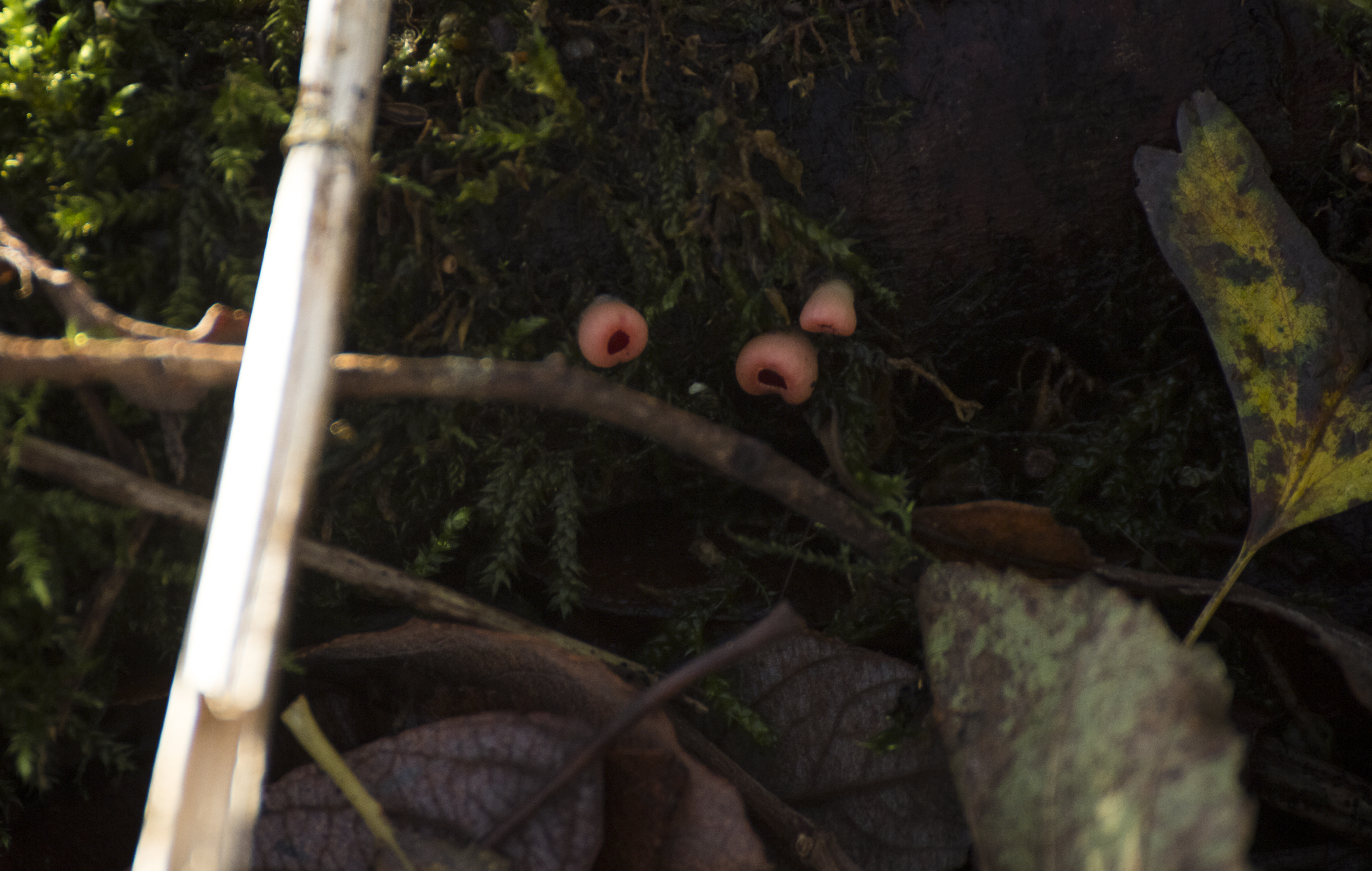 Baby Scarlet Elf Cup