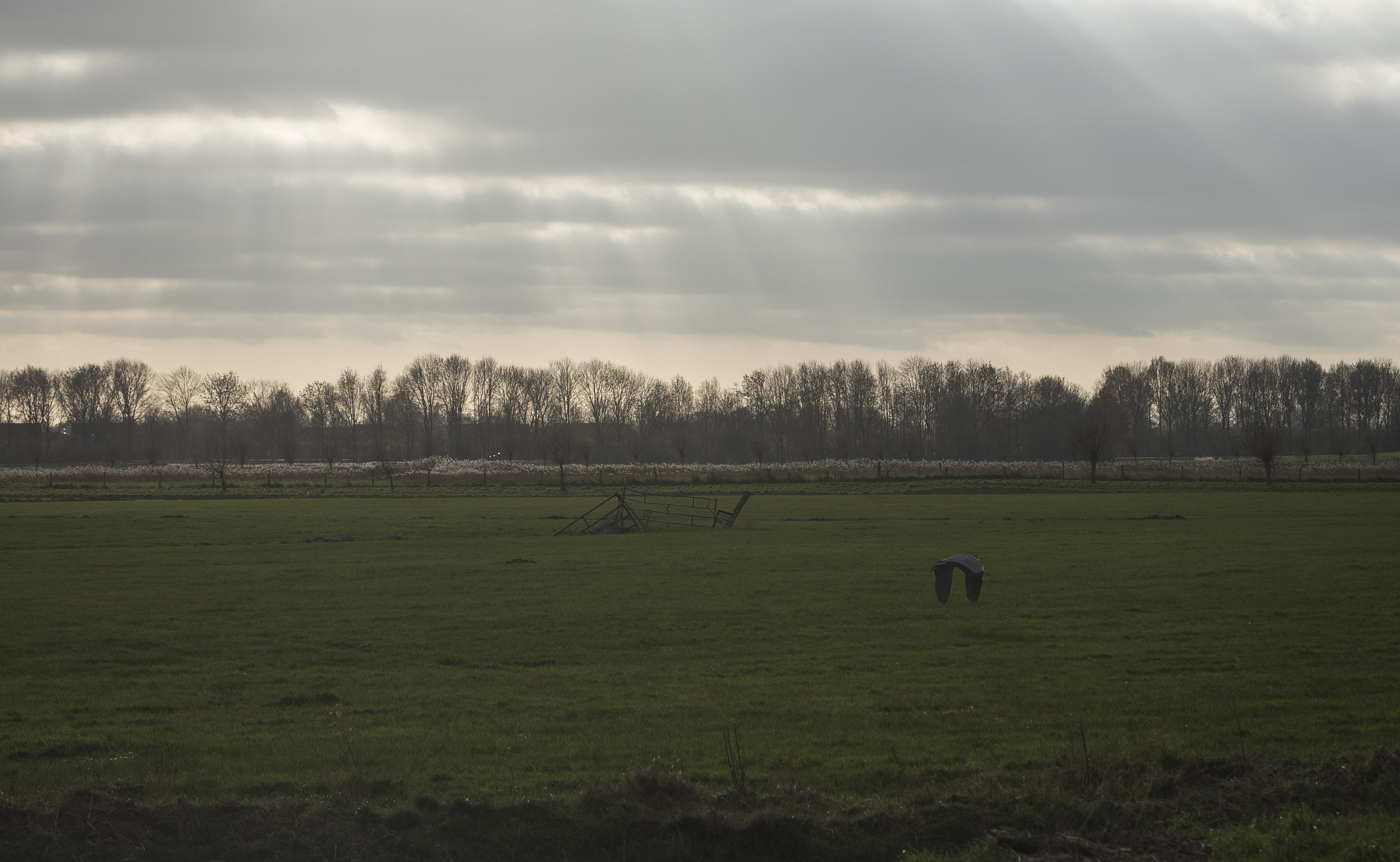 Meadow with Jacob's ladders