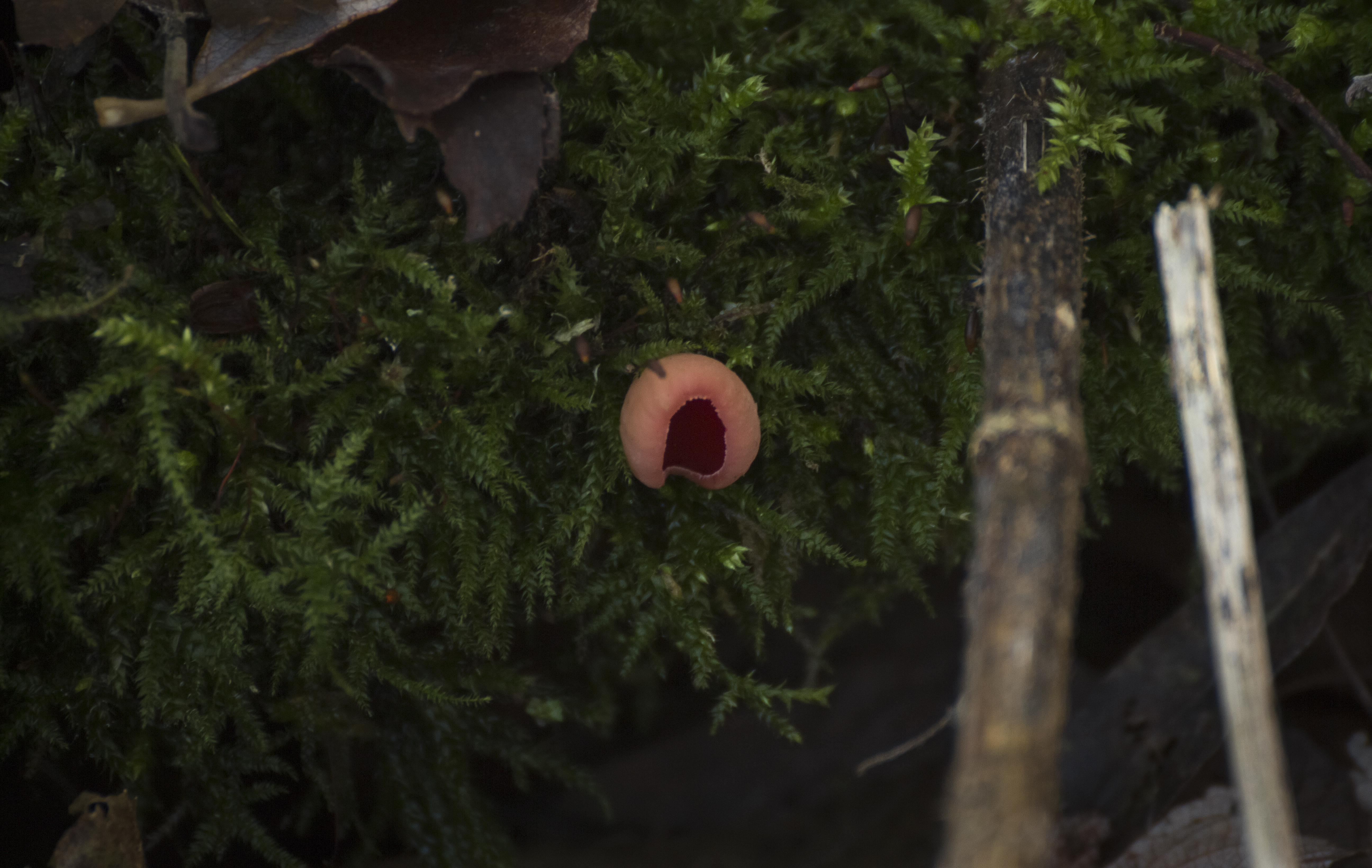 Scarlet Elf Cup