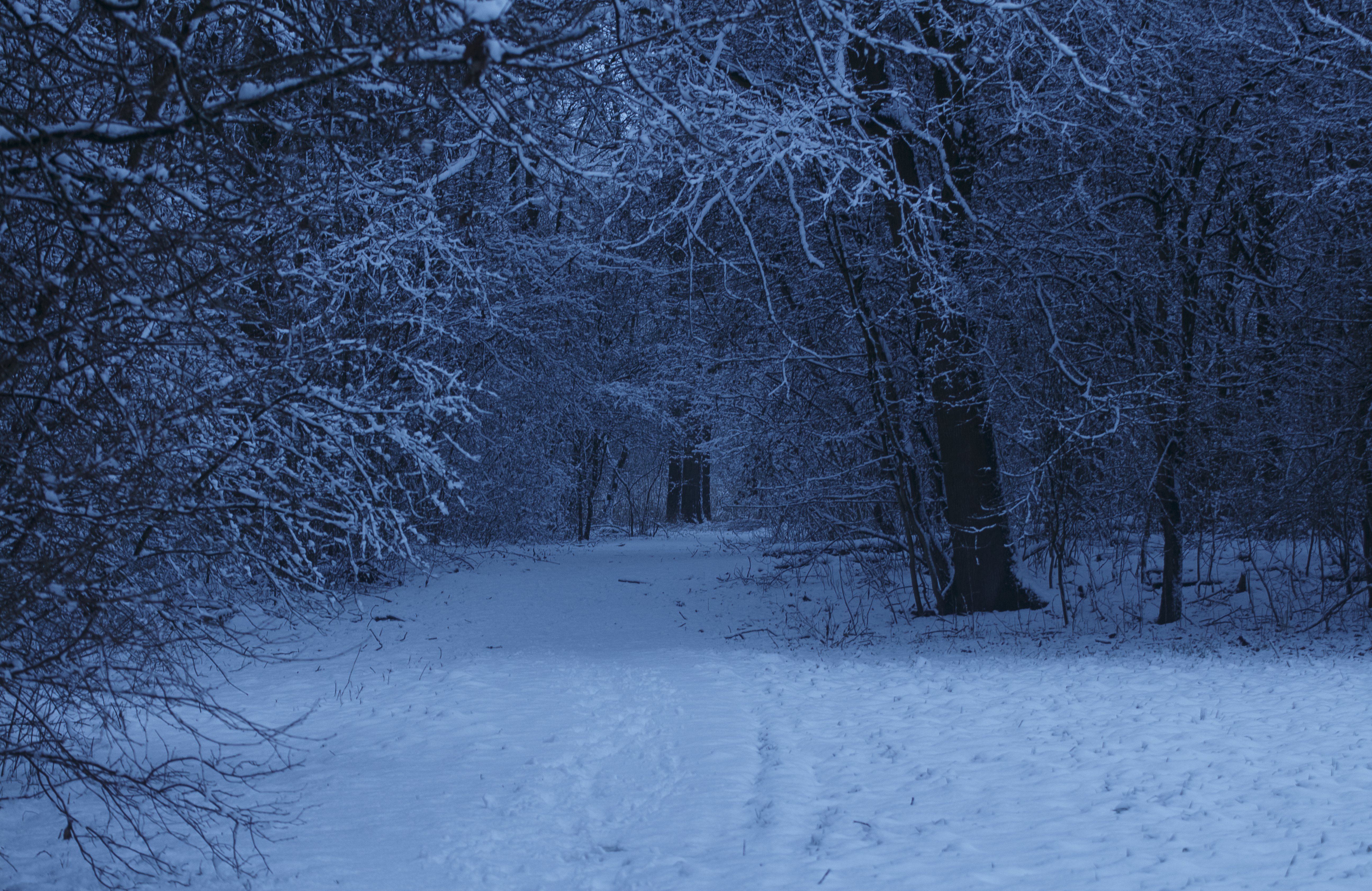 Snowy Path into the Woods 1