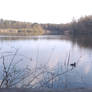 A lake in a forest.